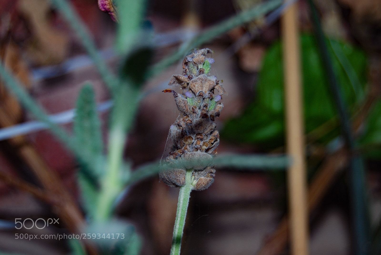Nikon D40X sample photo. Xxl photography