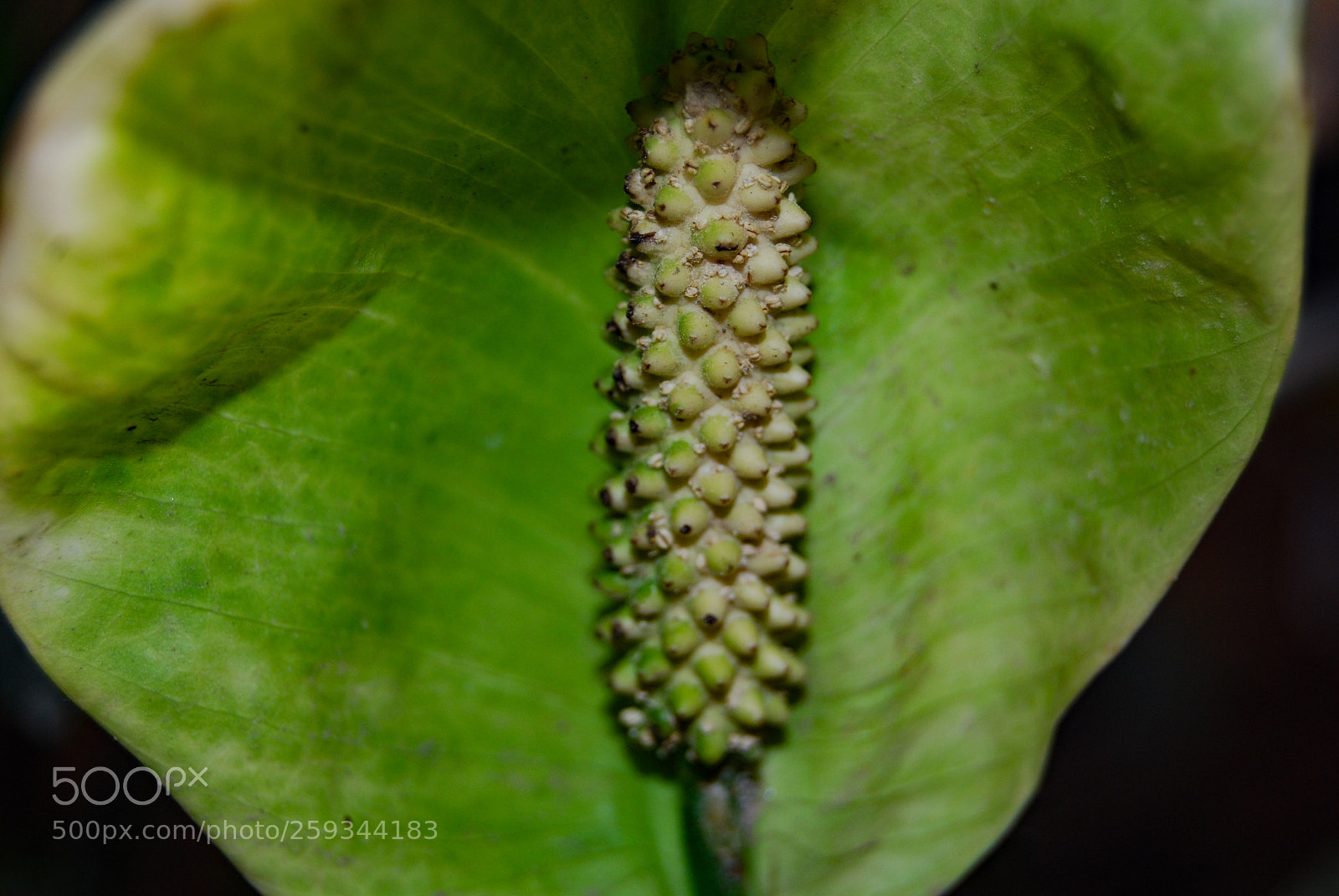 Nikon D40X sample photo. Wow photography