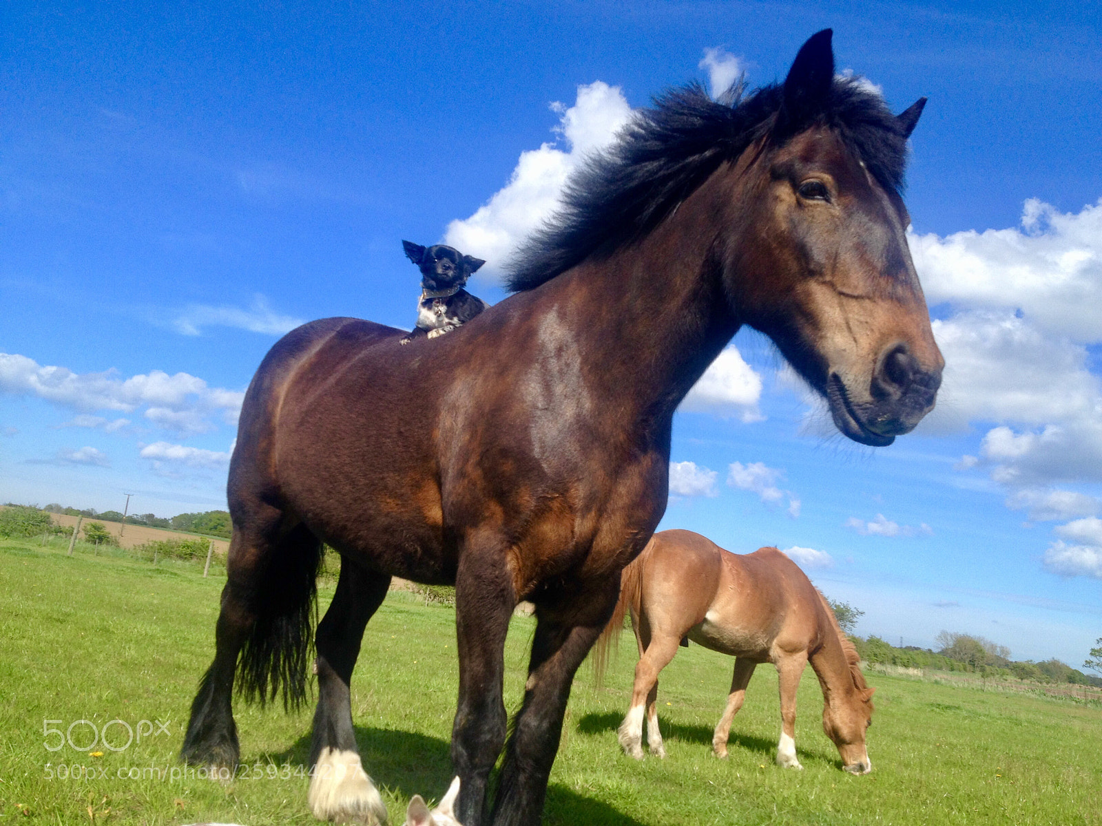 Apple iPhone 4S sample photo. Molly the horse,rueben sitting photography