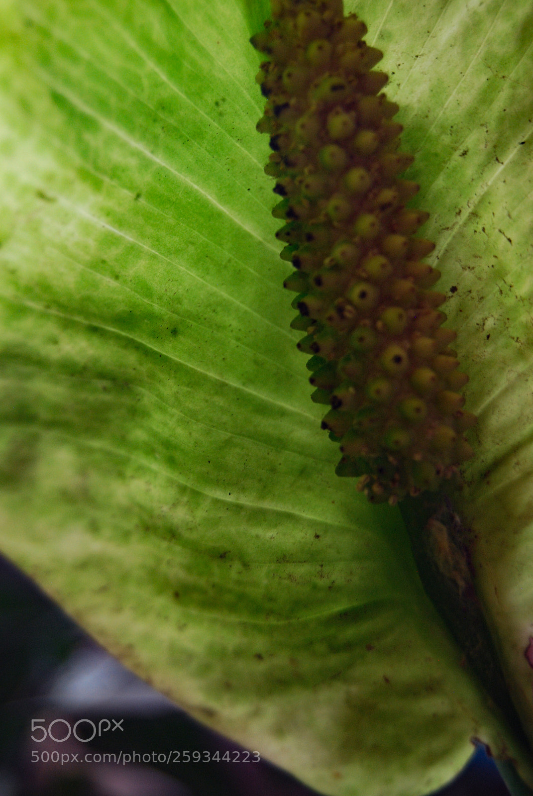 Nikon D40X sample photo. Yei photography