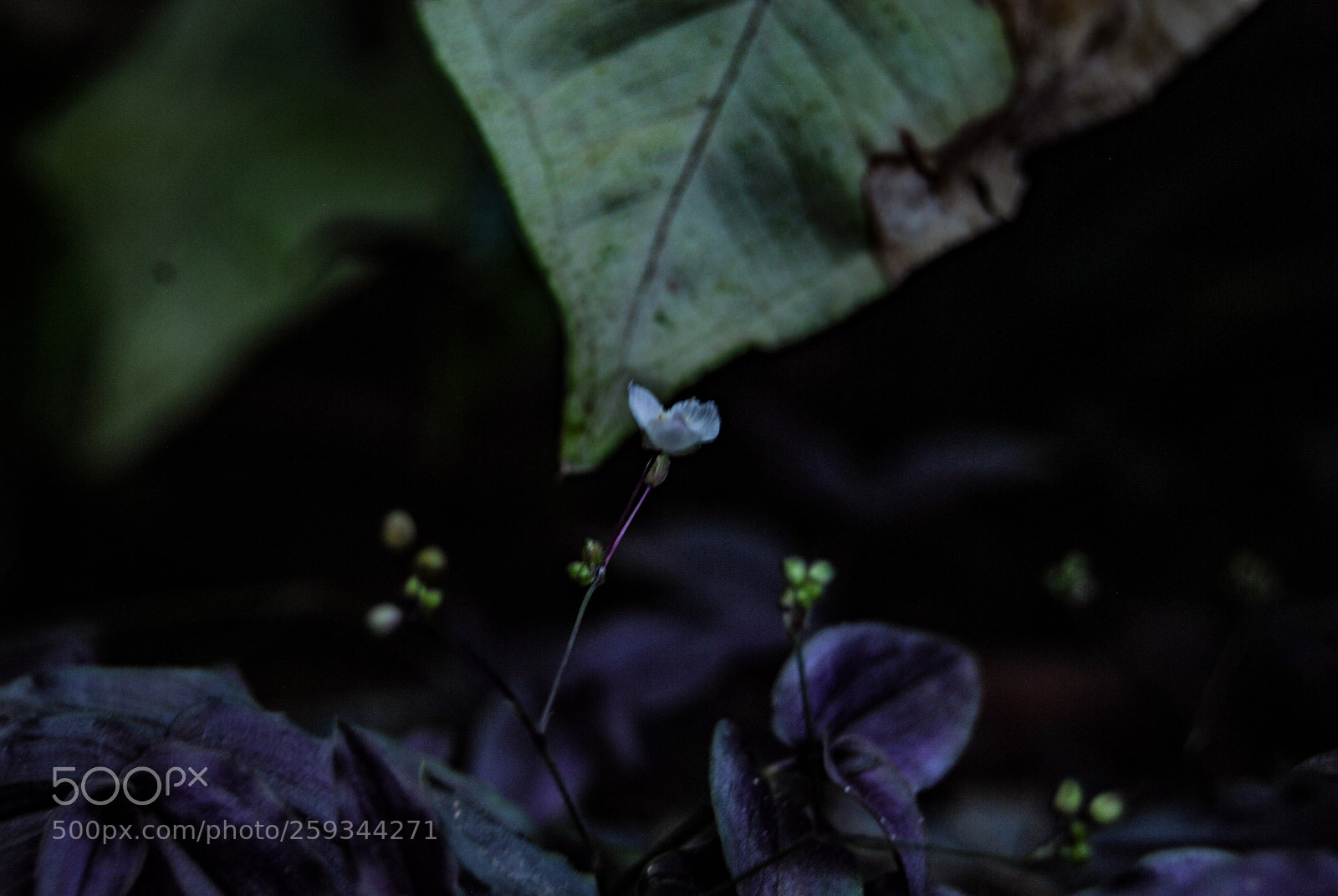 Nikon D40X sample photo. Small photography