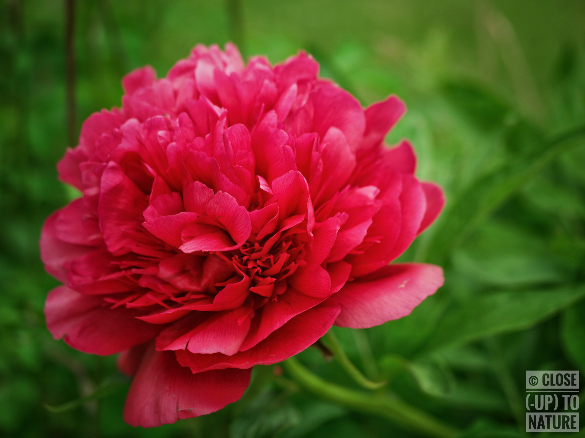 Samsung NX500 sample photo. Paeonia officinalis (2) photography