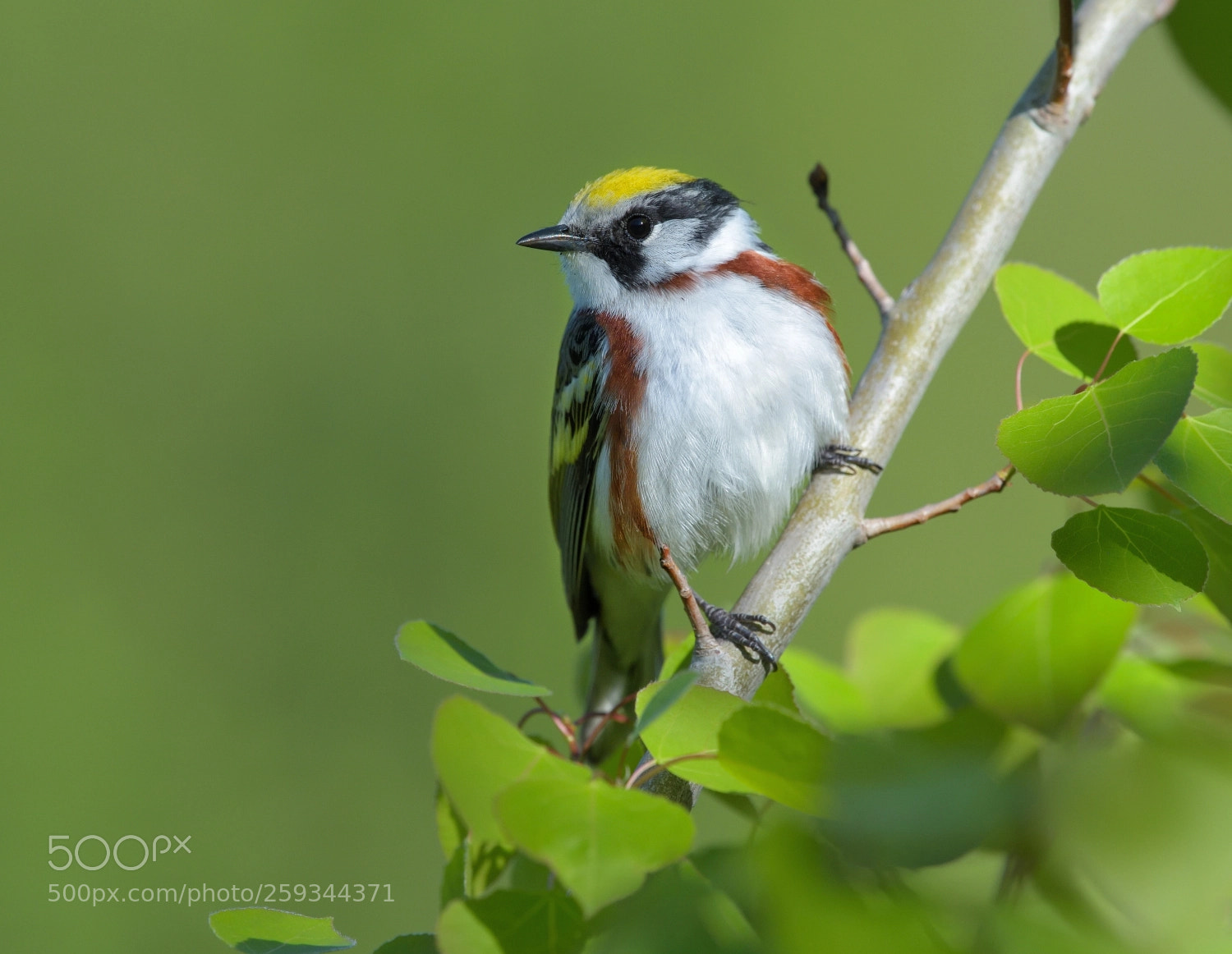 Nikon D750 sample photo. Chesnut sided warbler photography