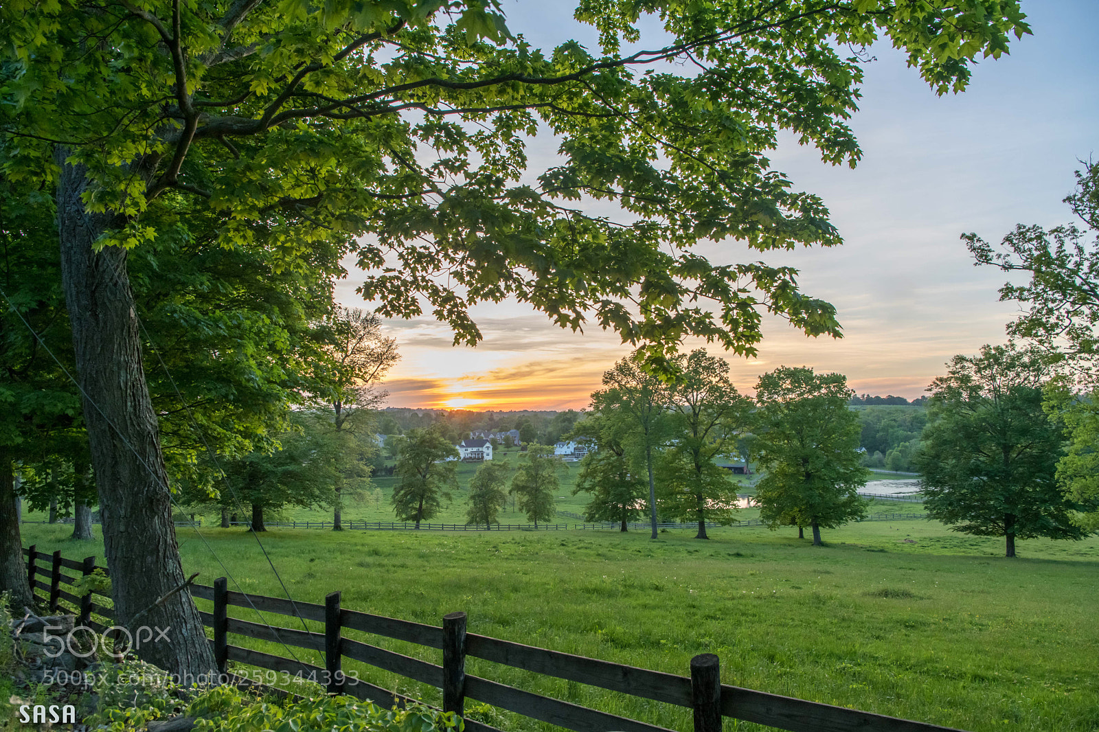 Nikon D850 sample photo. Evening green photography