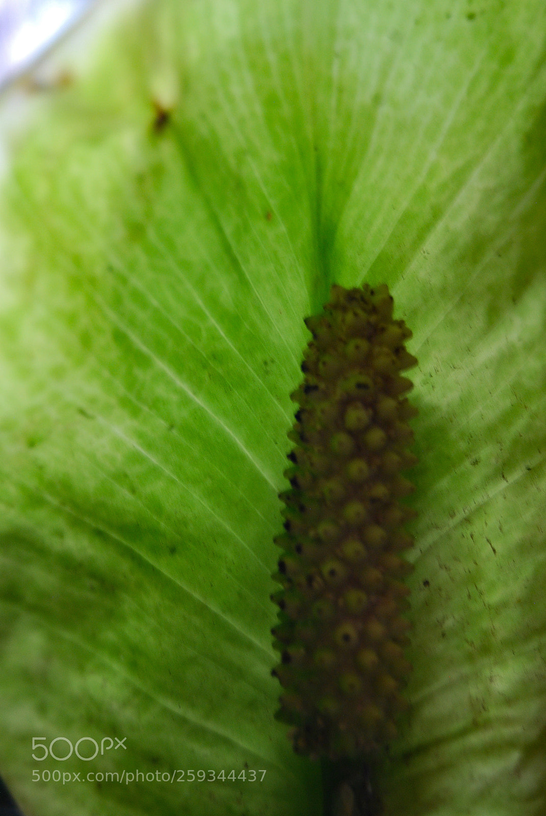 Nikon D40X sample photo. Other photography