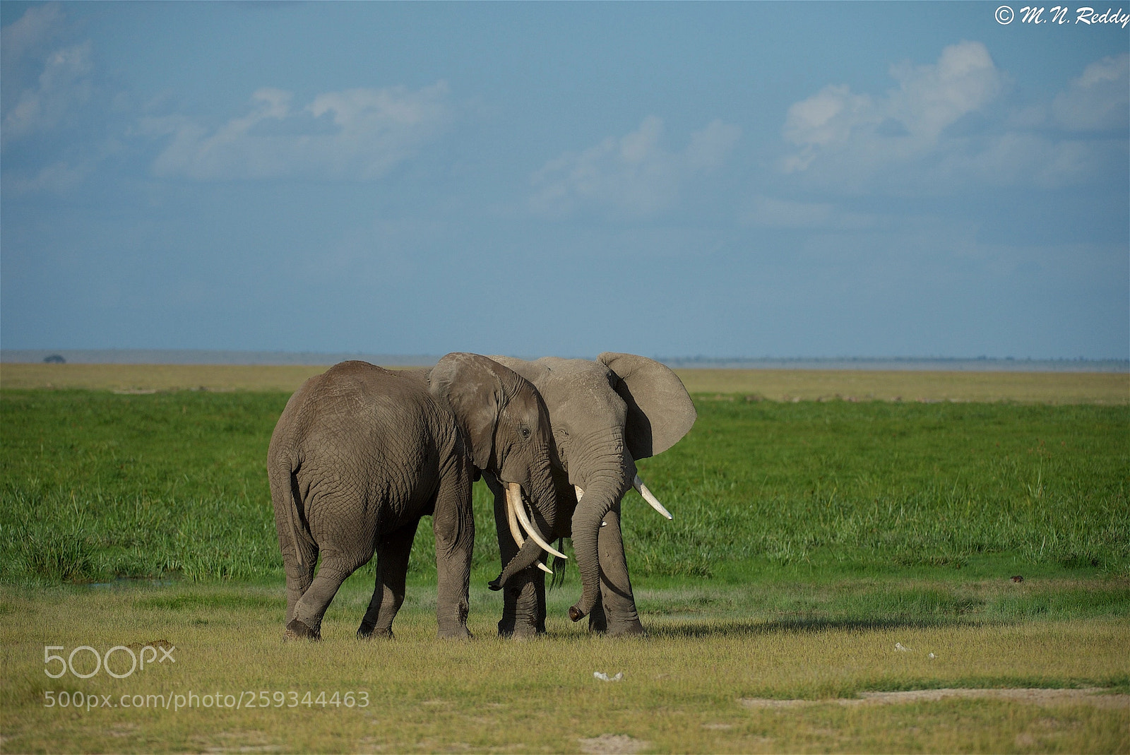 Nikon D4 sample photo. African - elephant friendly photography
