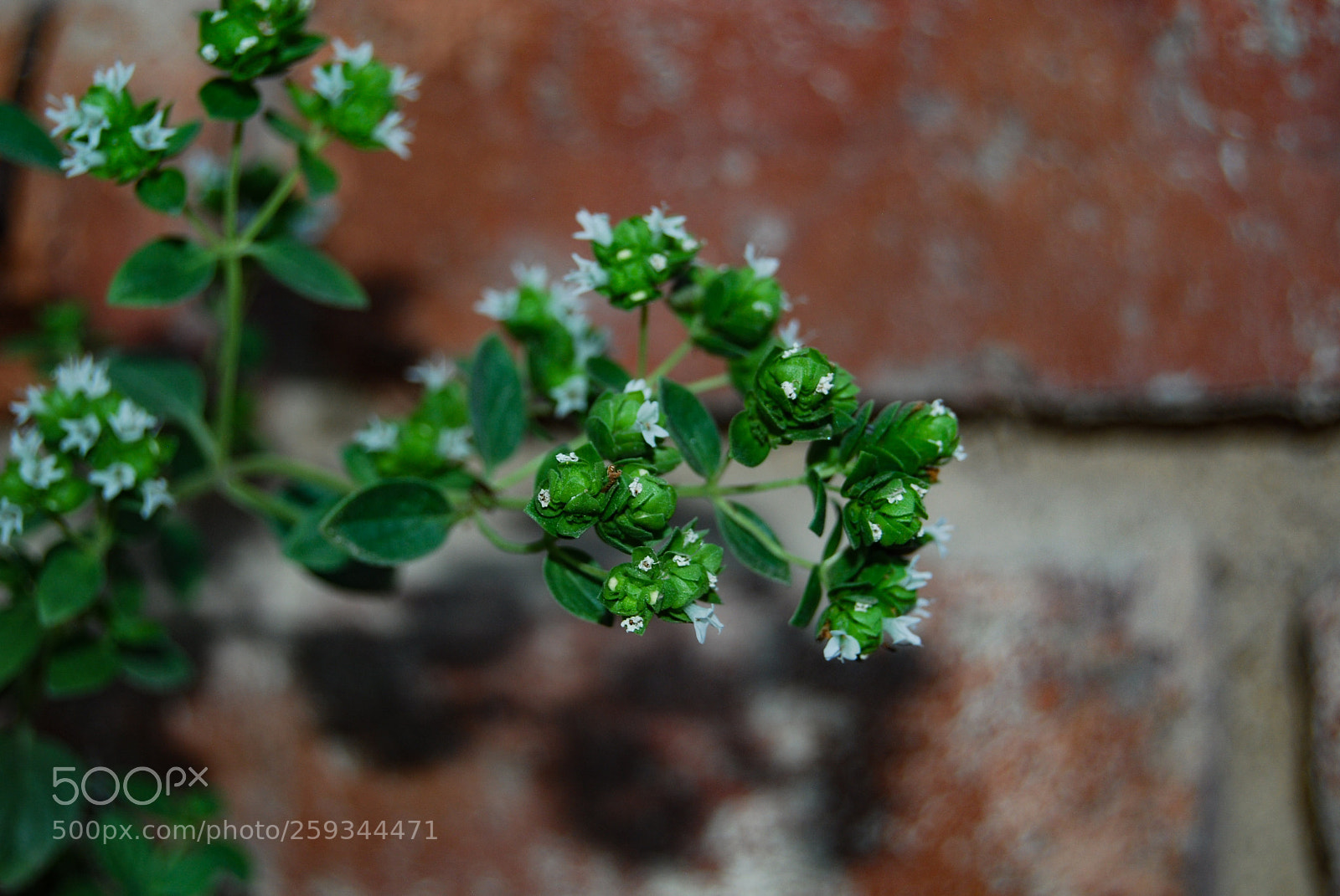 Nikon D40X sample photo. Green ll photography