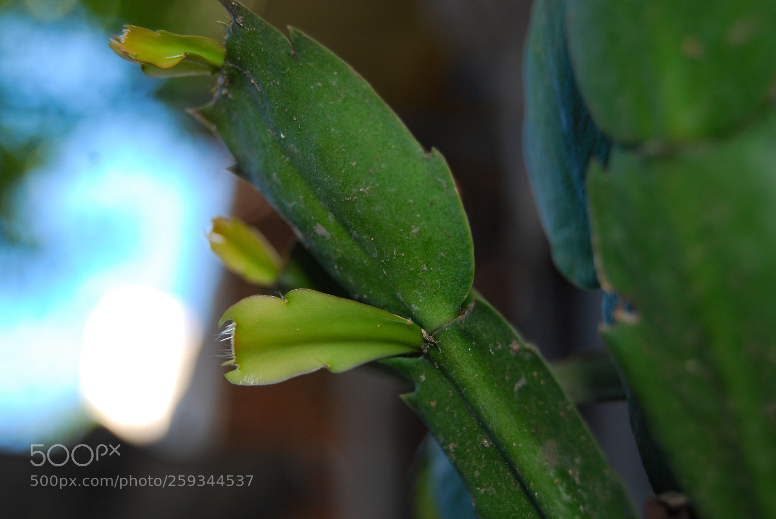 Nikon D40X sample photo. Tab photography