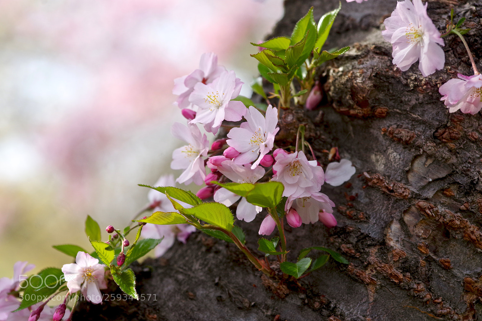 Pentax K-1 sample photo. The new petals photography