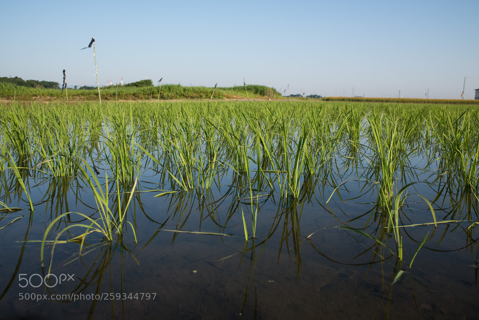 Nikon D810 sample photo. Rice seedlings photography