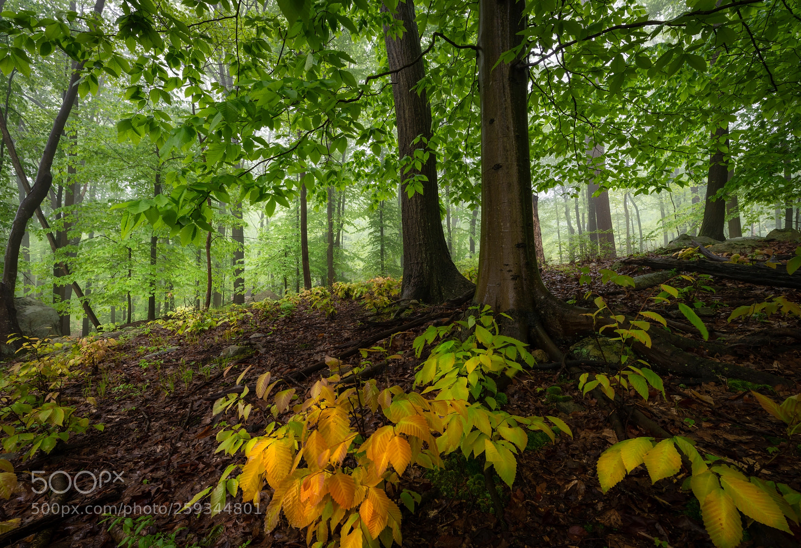 Nikon D850 sample photo. Woodland spring photography