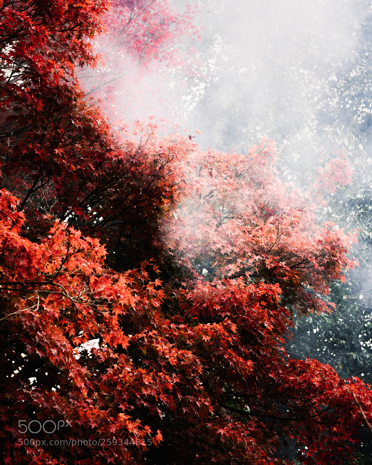 Sony a7R II sample photo. Blood on the leaves photography