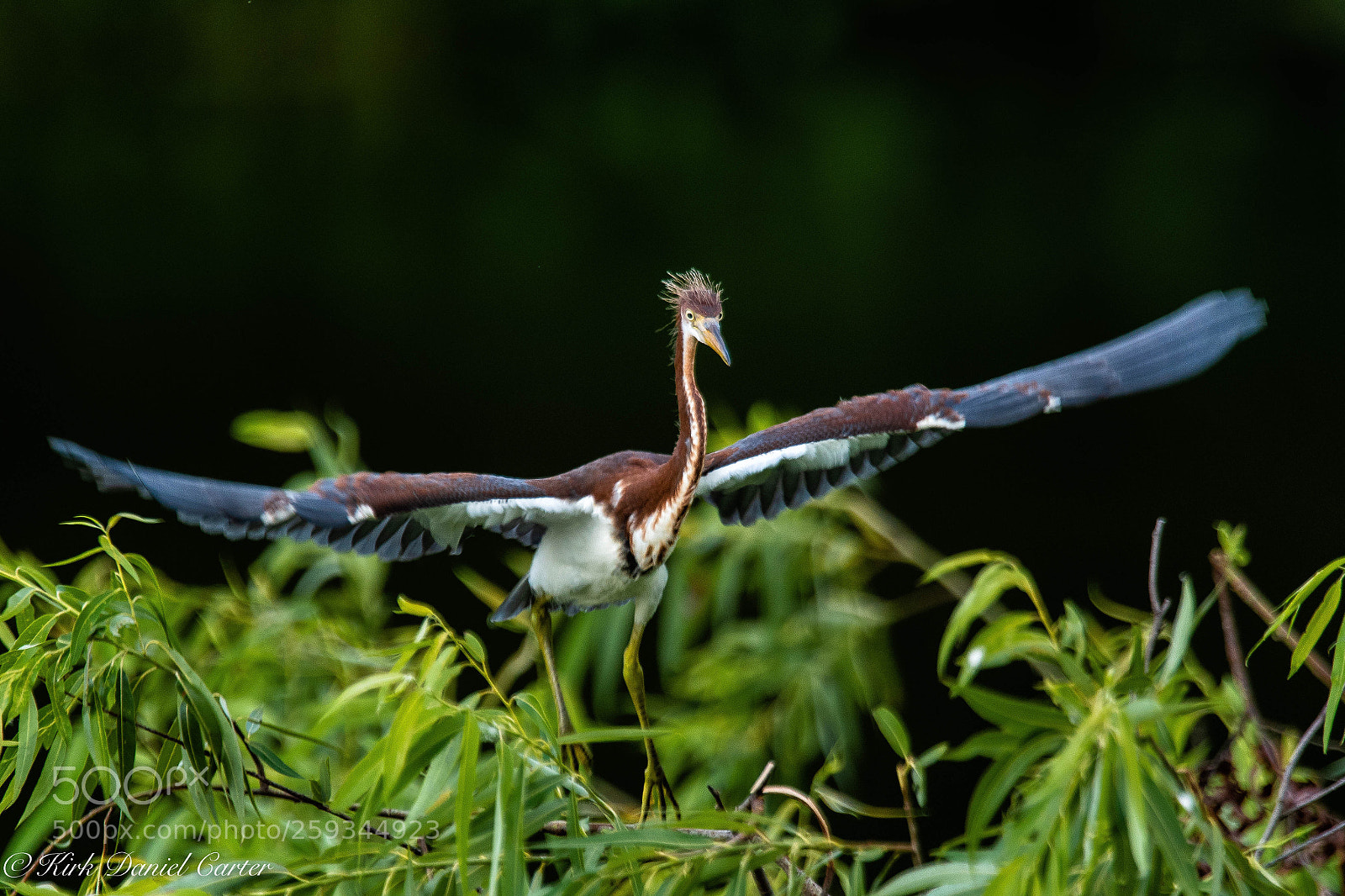 Nikon D500 sample photo. Tricolor chick wing test photography