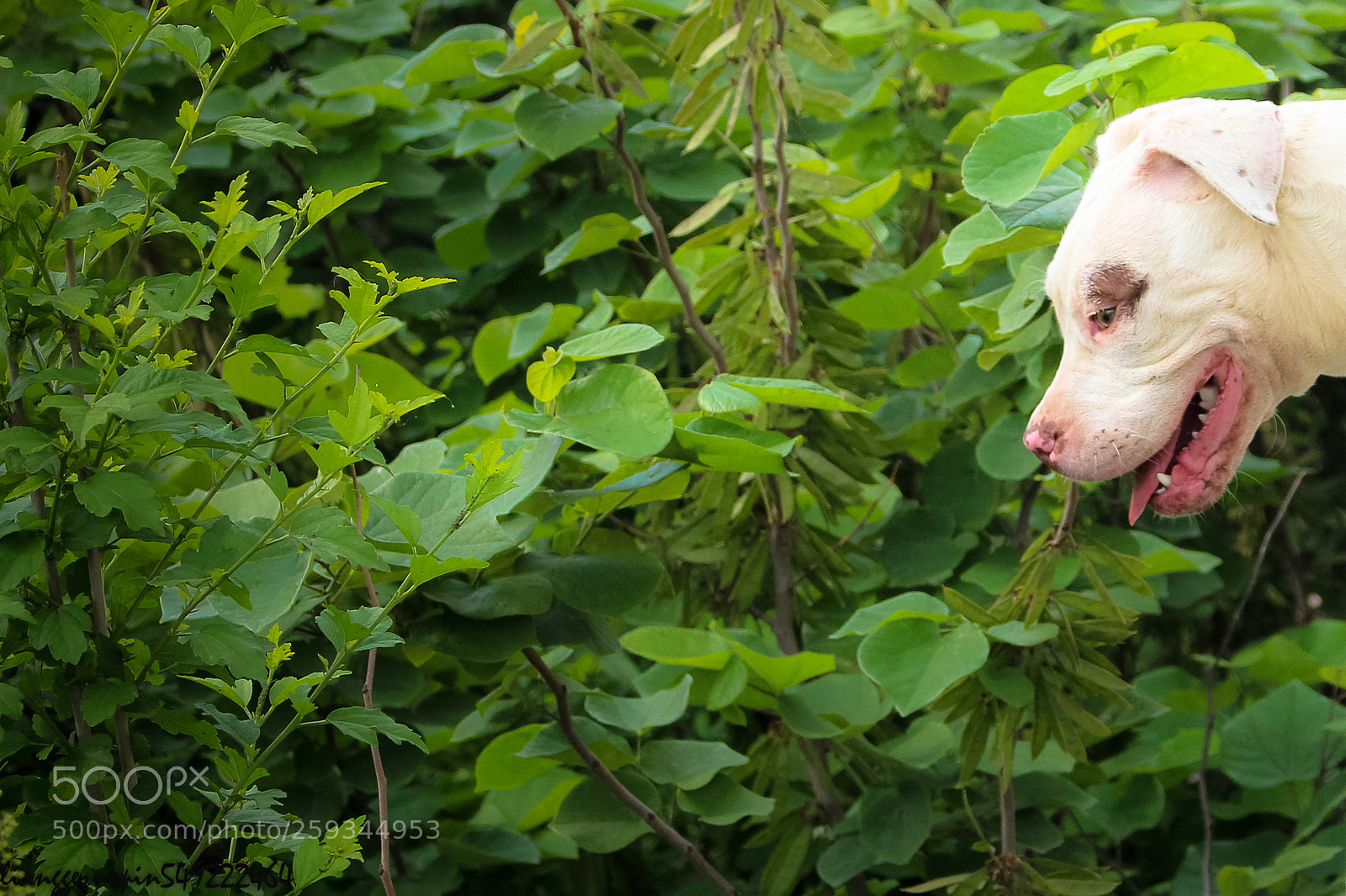 Canon EOS 700D (EOS Rebel T5i / EOS Kiss X7i) sample photo. 我的狗狗们 photography