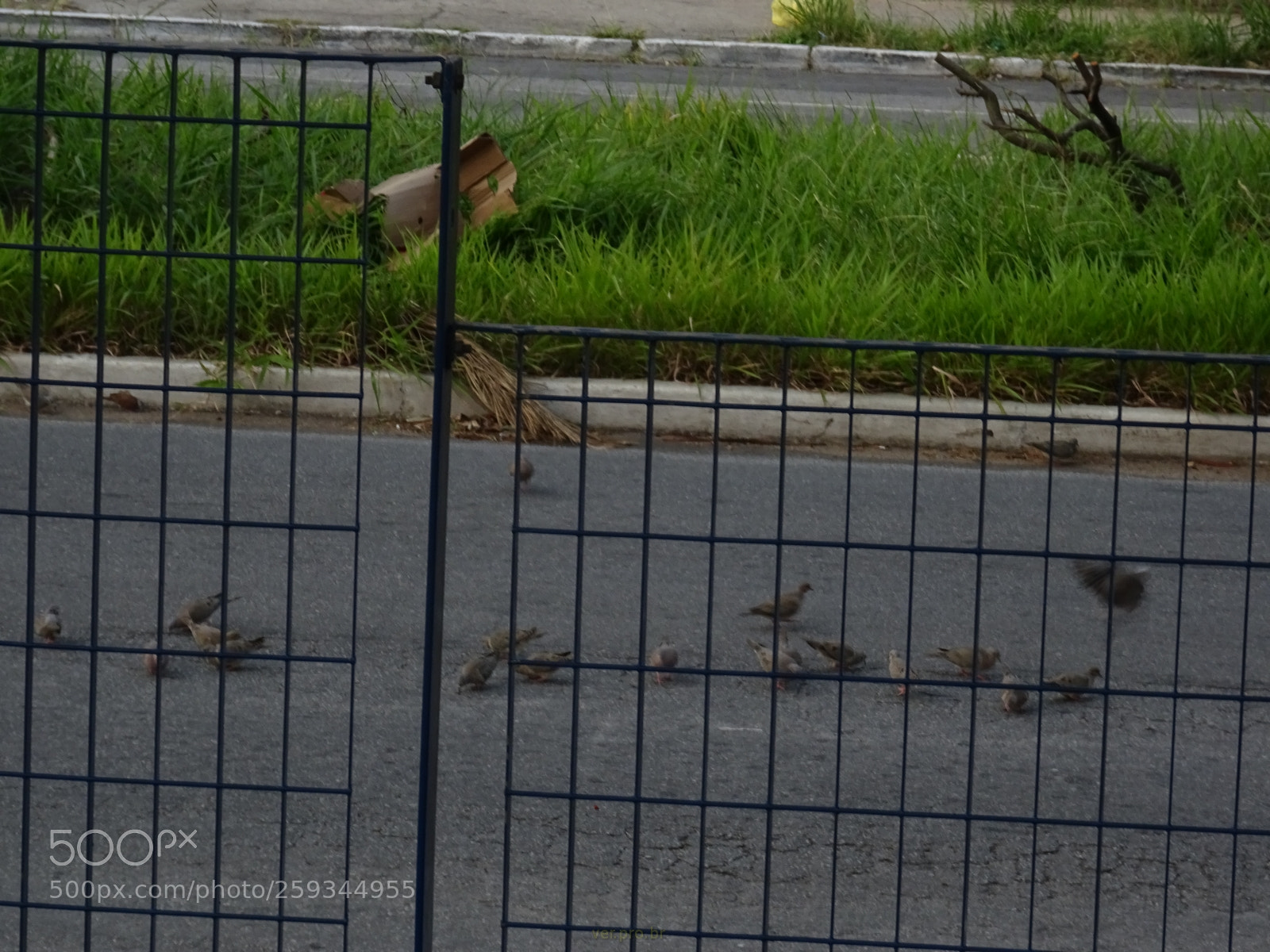 Sony DSC-HX60V sample photo. Fauna urbana photography