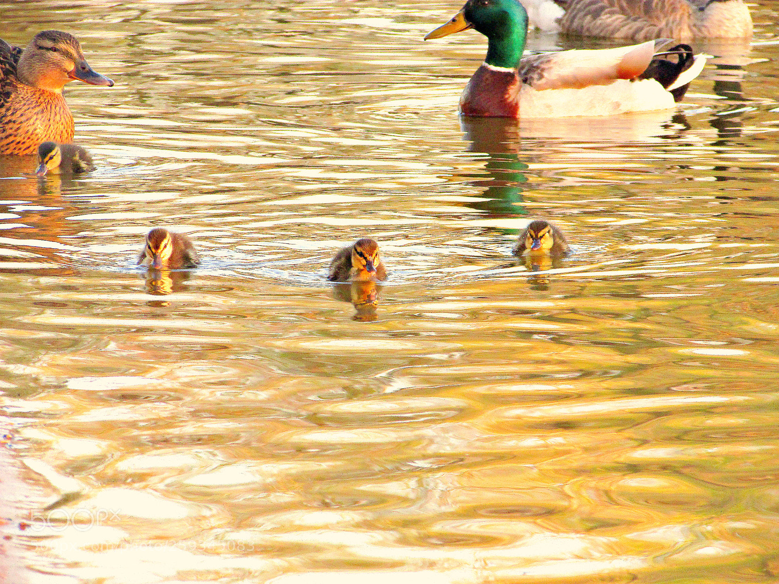 Canon PowerShot SX400 IS sample photo. Watchful eyes photography