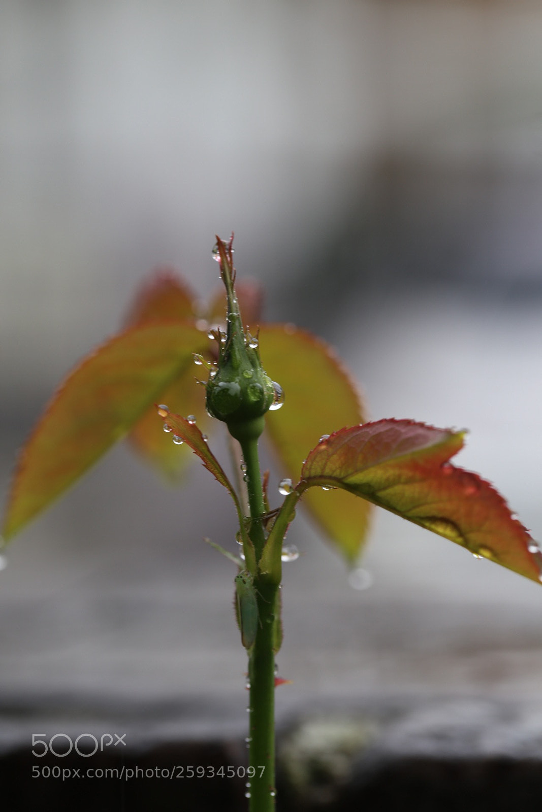 Canon EOS 6D sample photo. Drop and bud photography