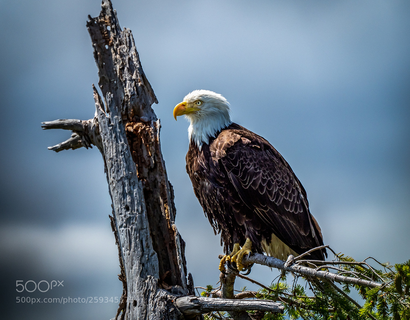 Olympus OM-D E-M1 Mark II sample photo. Above the nest photography