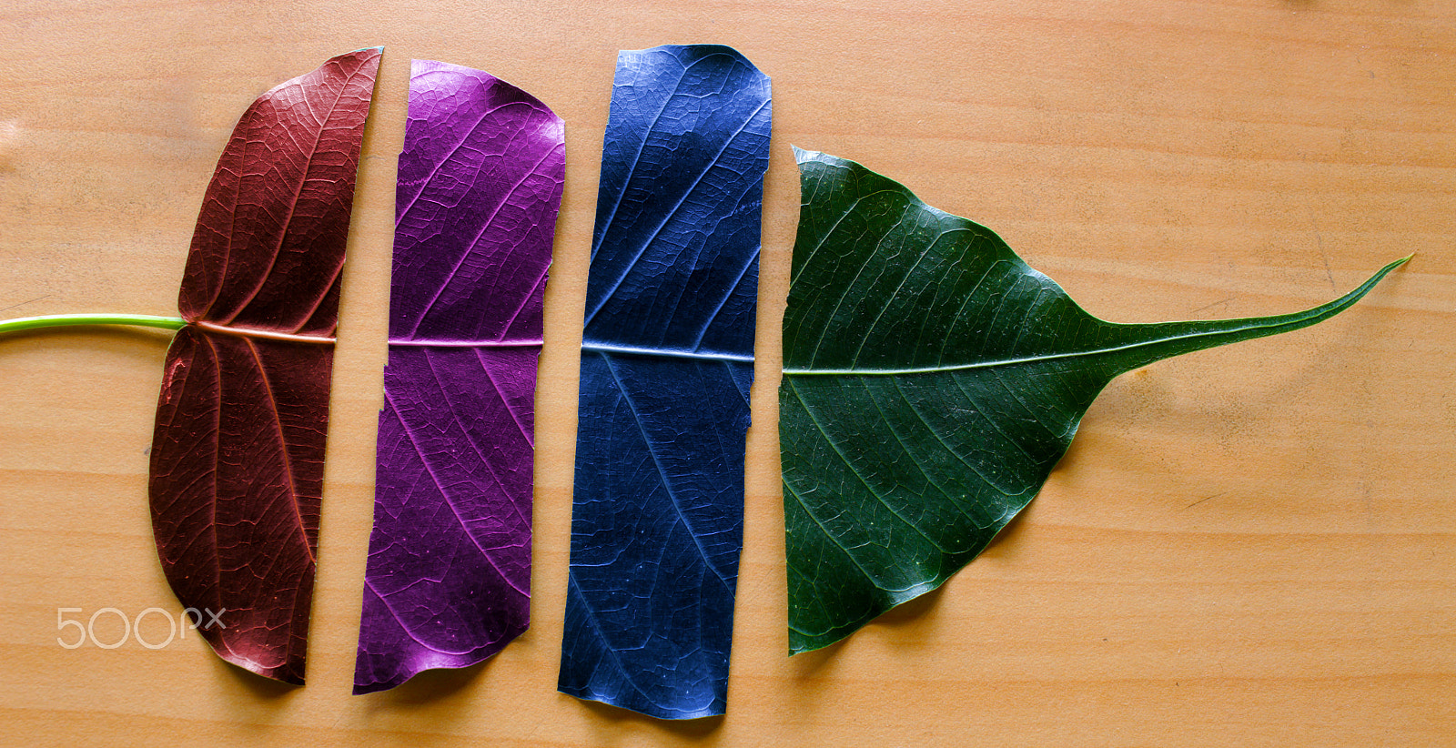 Canon EOS 4000D (EOS Rebel T100 / EOS 3000D) sample photo. Close up of a leaf torn in four parts with differnt colors photography