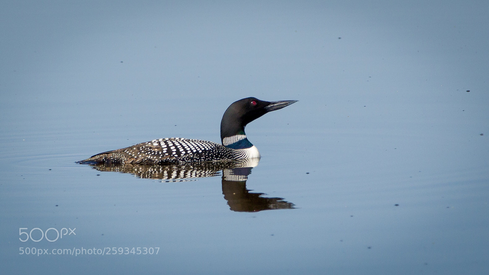 Canon EOS 6D sample photo. Loon, but no tune.
 photography
