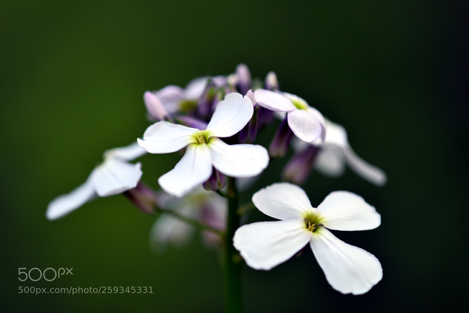 Nikon D750 sample photo. Fl-02 photography
