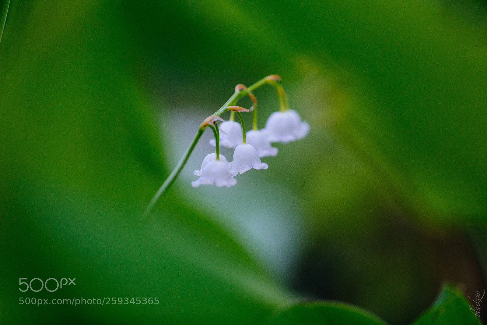 Canon EOS 6D sample photo. Lily of the valley photography