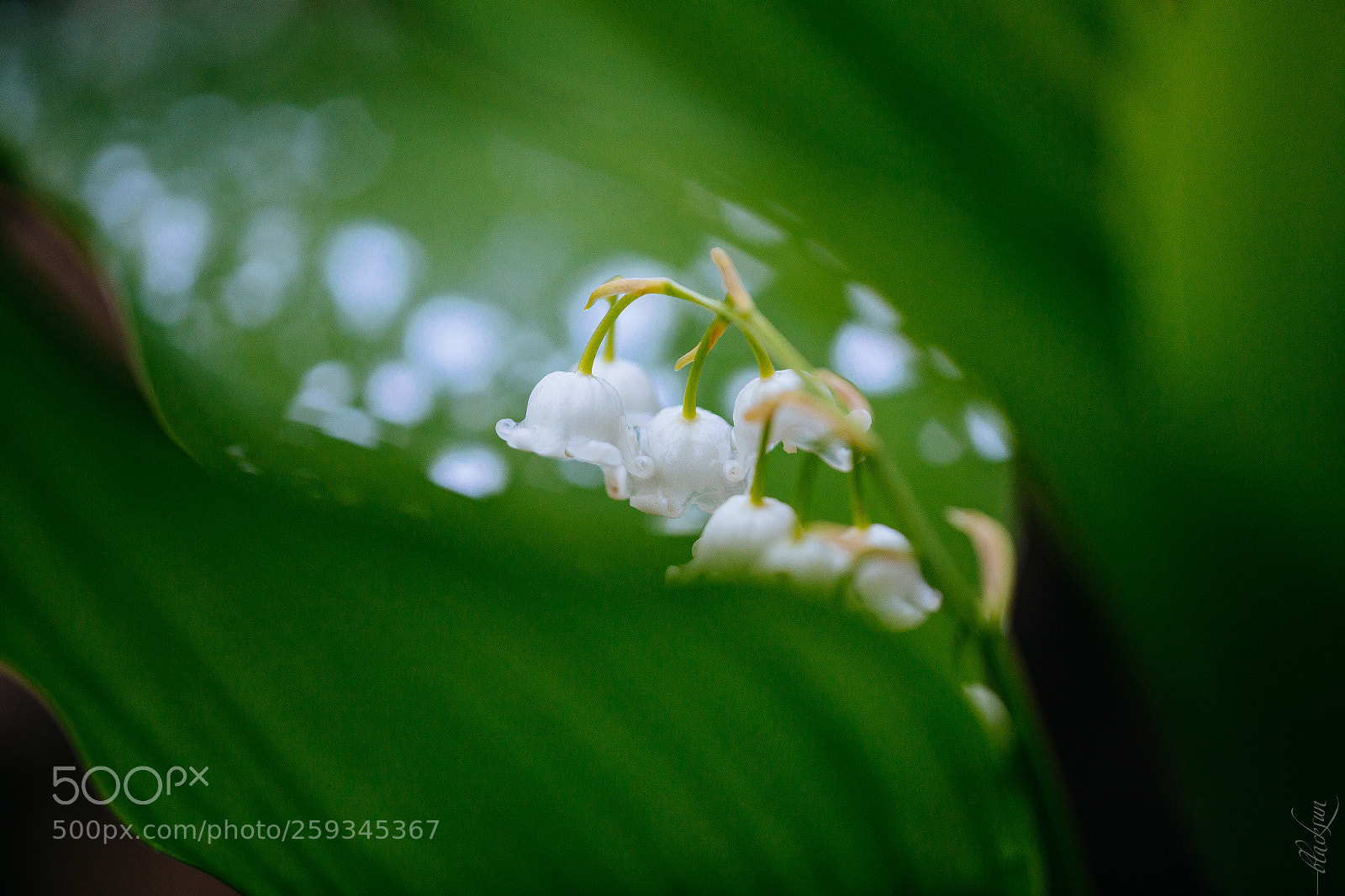 Canon EOS 6D sample photo. Lily of the valley photography