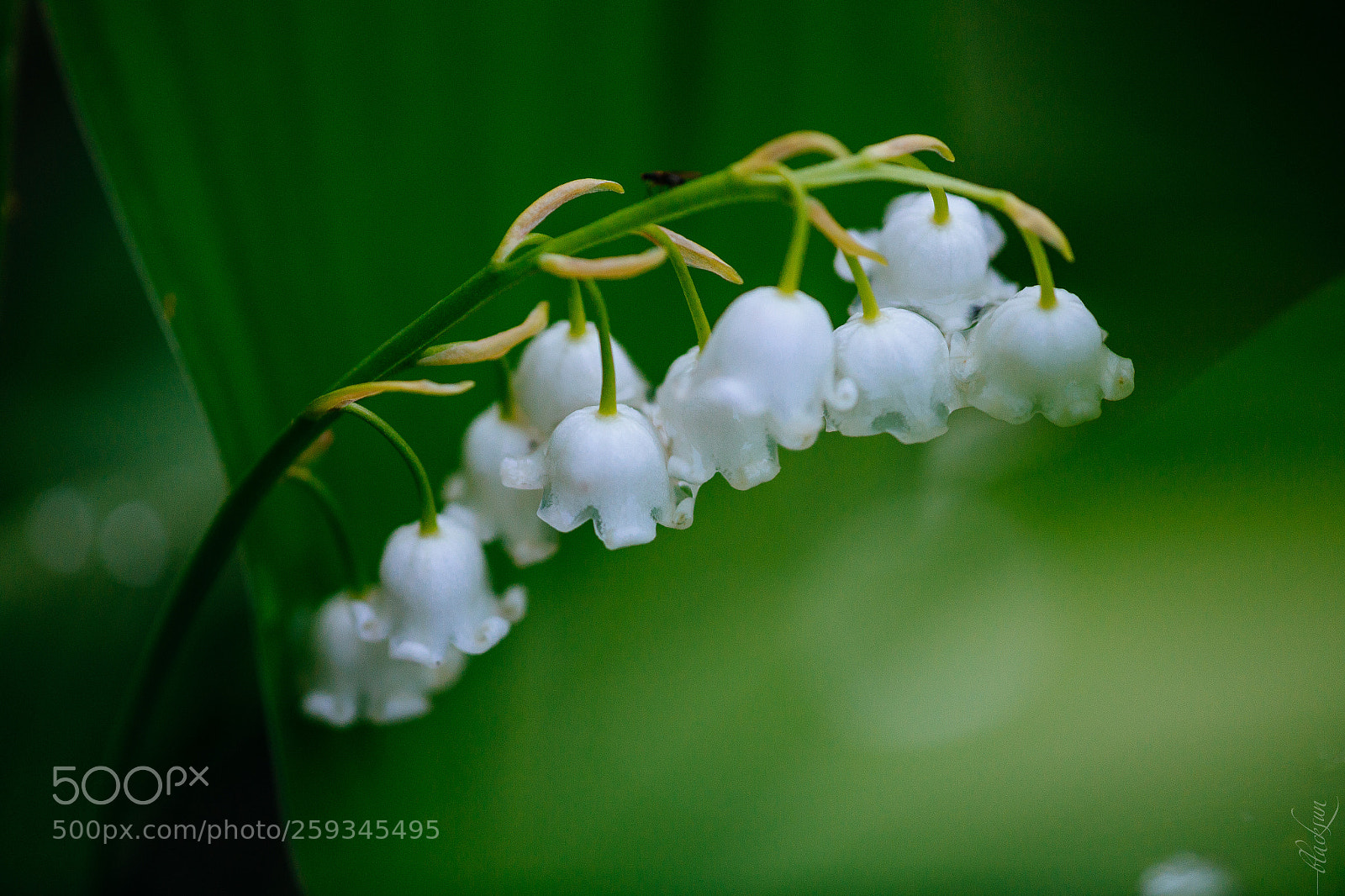 Canon EOS 6D sample photo. Lily of the valley photography