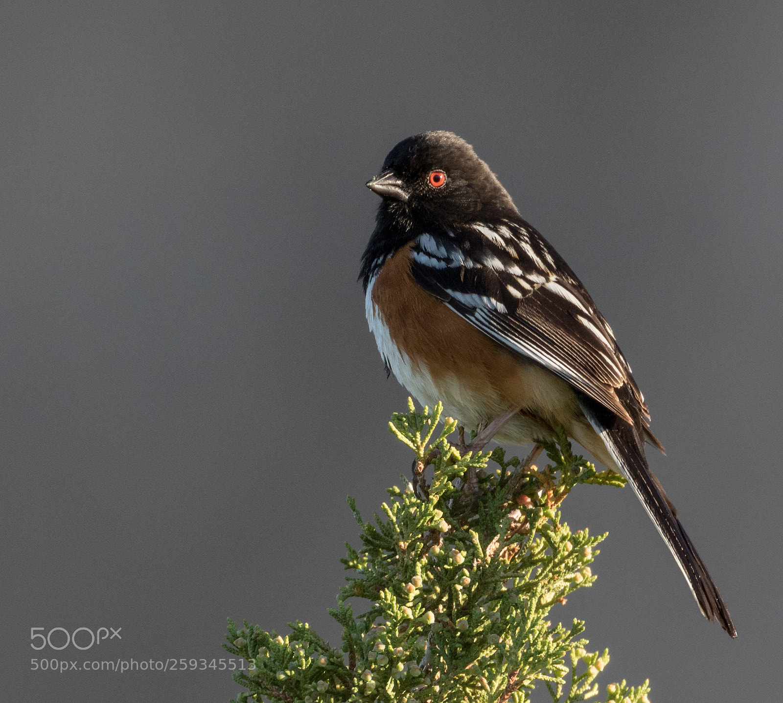 Canon EOS 7D Mark II sample photo. Spotted towhee photography