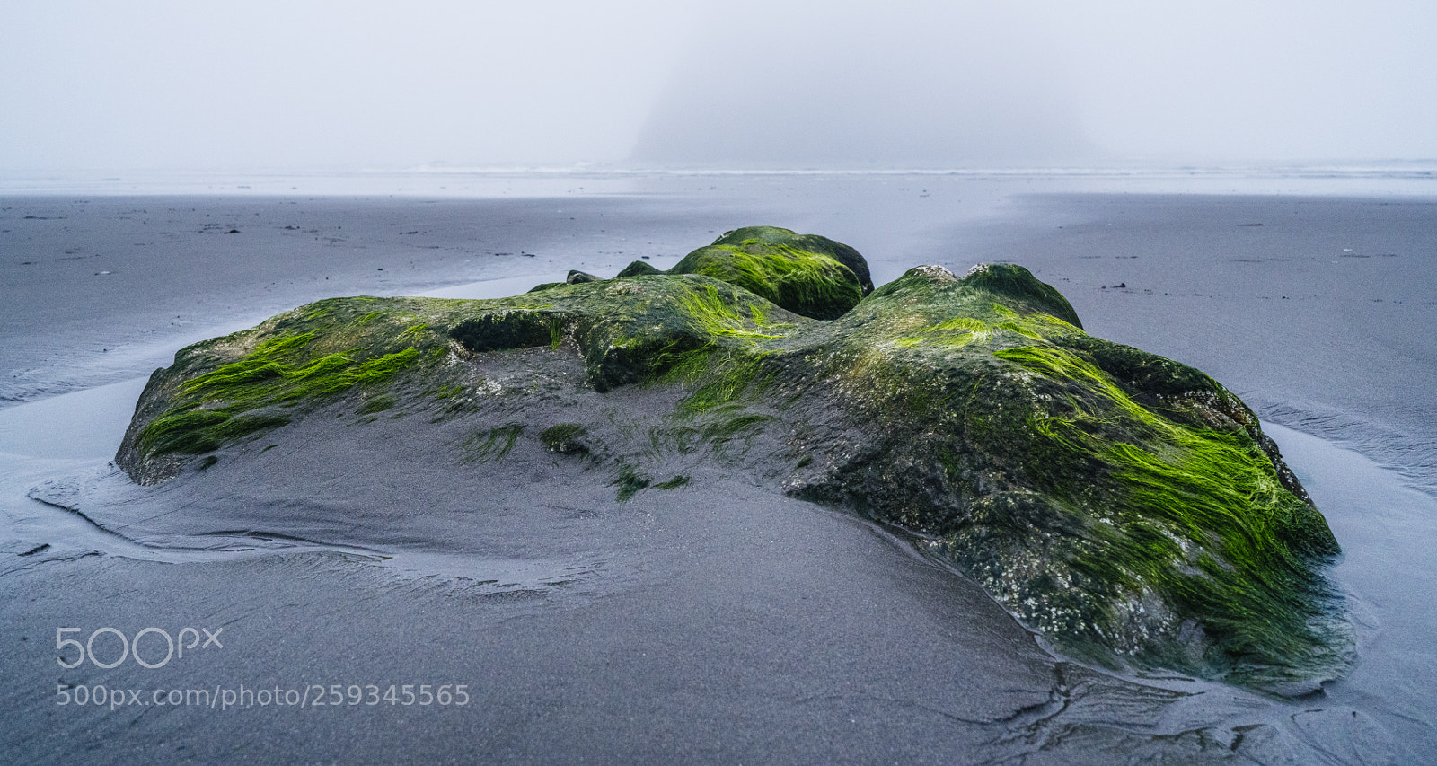 Sony a7R III sample photo. Tide pool and seaweed photography