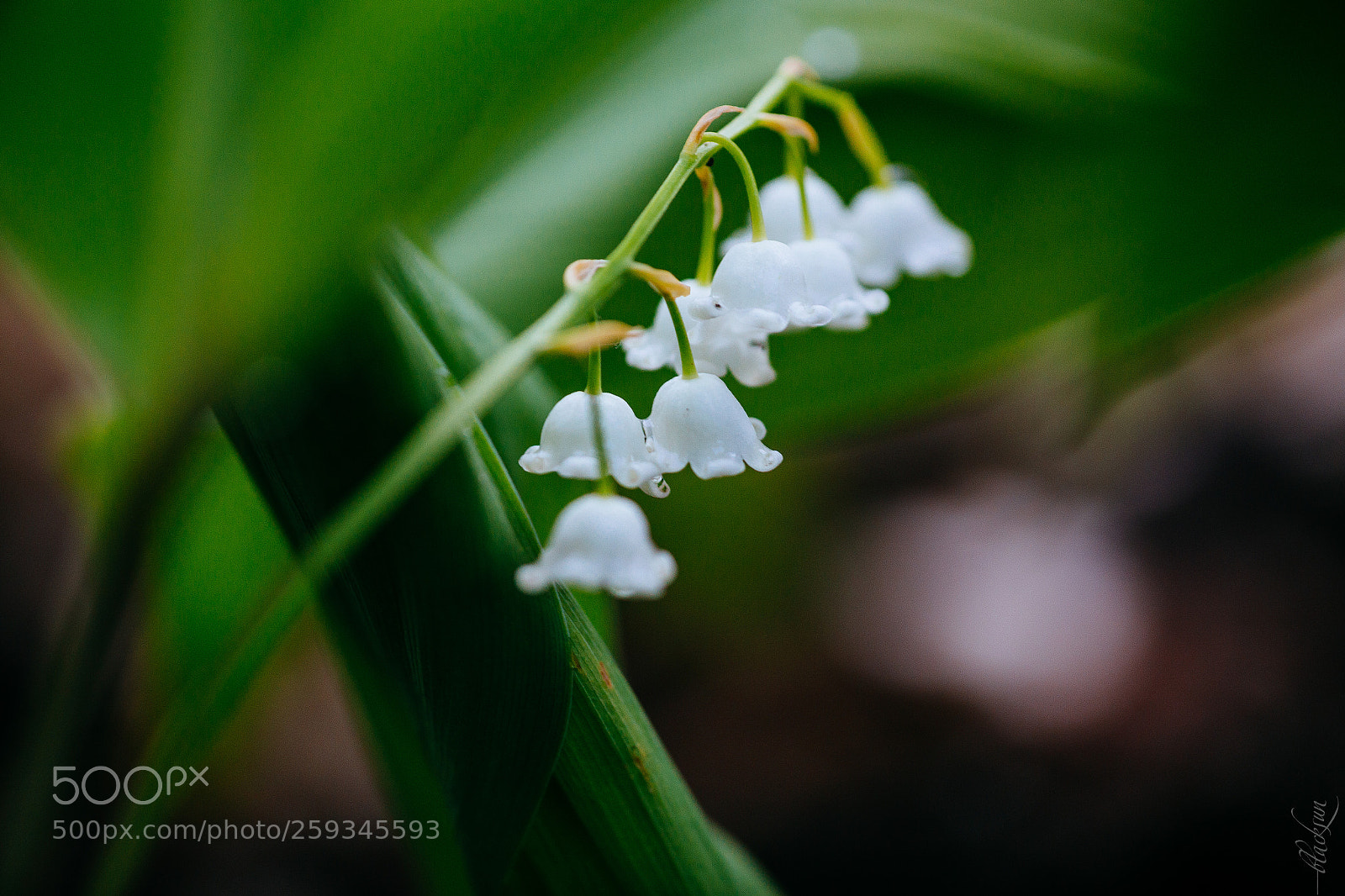 Canon EOS 6D sample photo. Lily of the valley photography