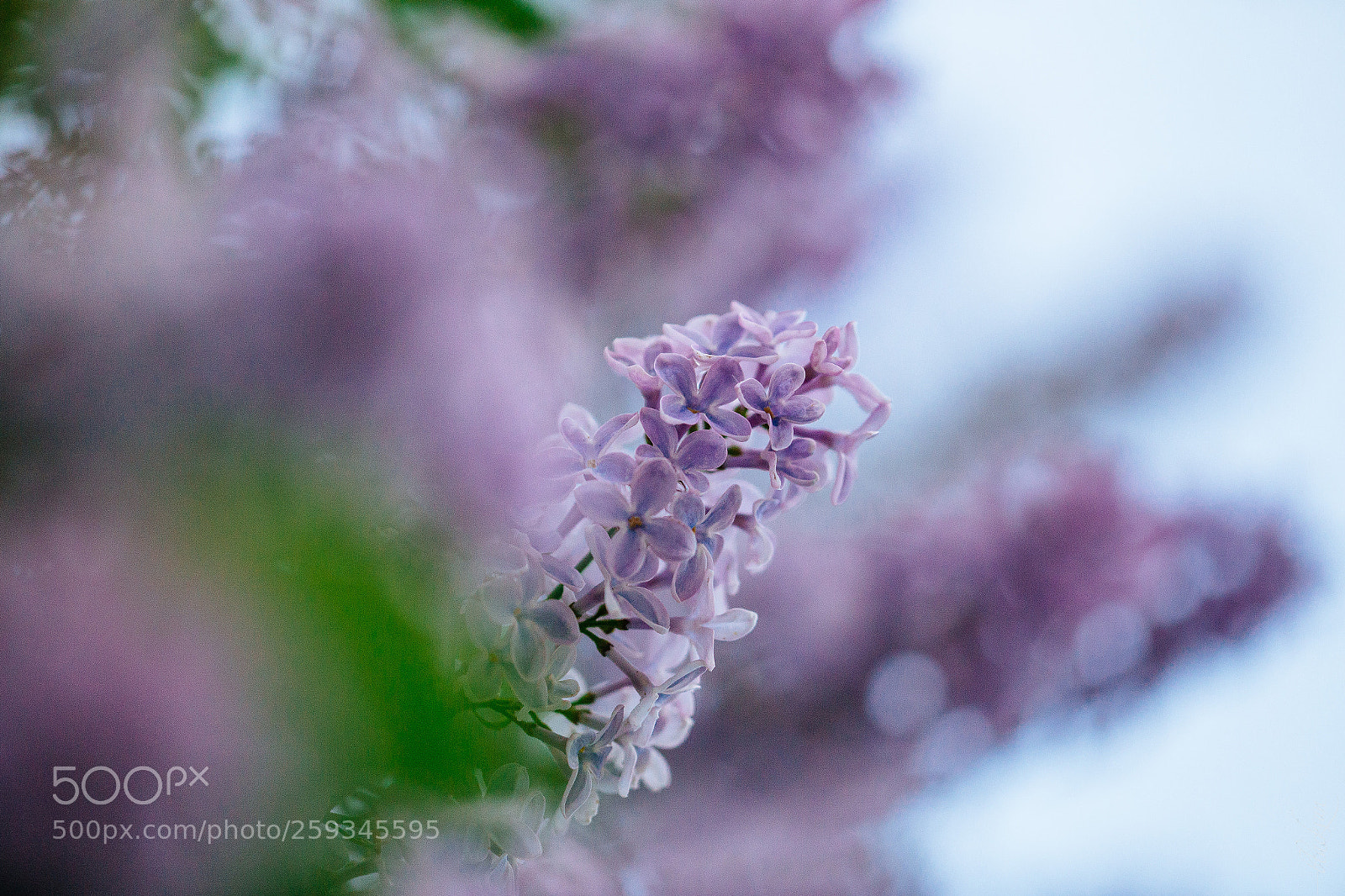 Canon EOS 6D sample photo. Lilac photography