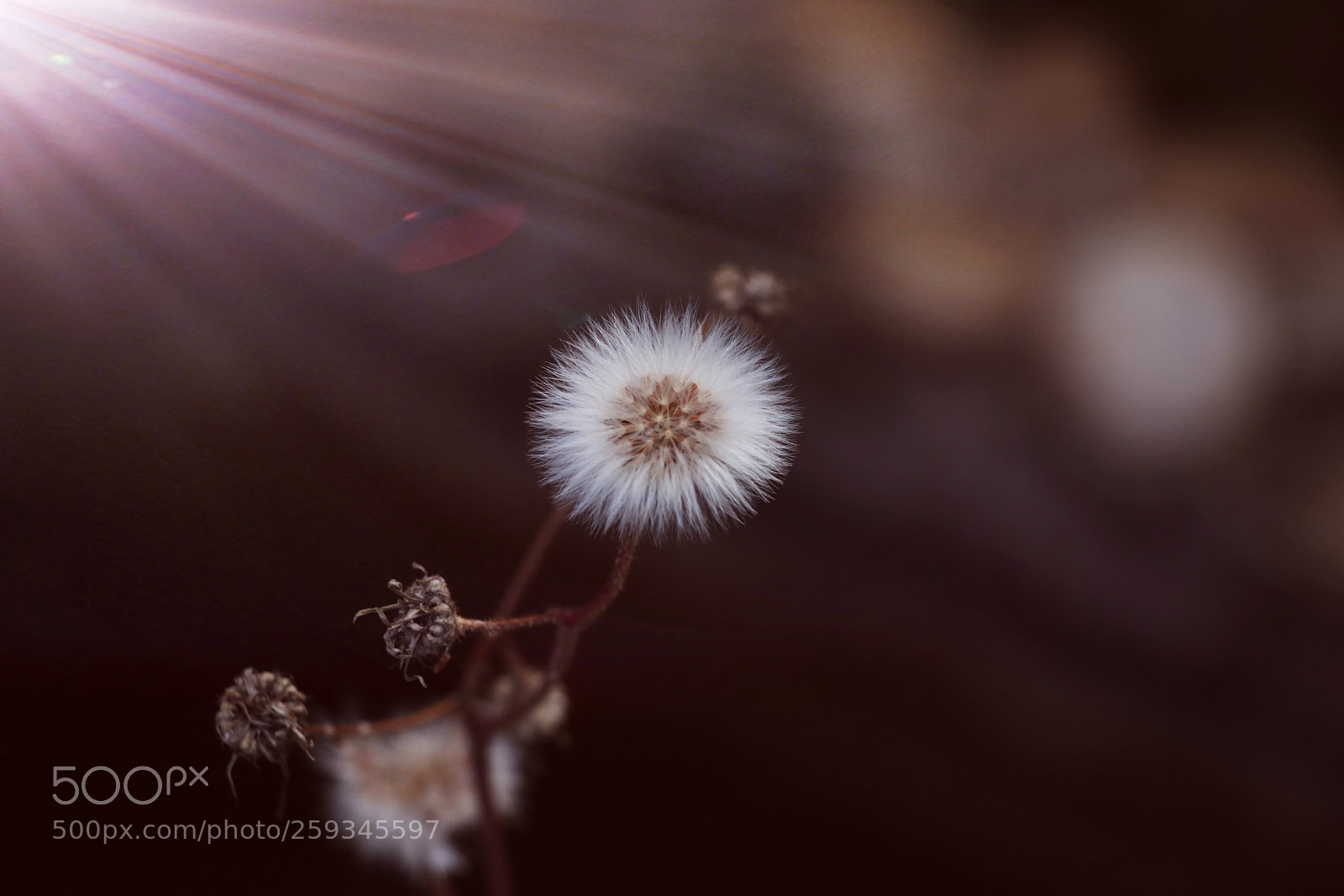 Canon EOS 80D sample photo. Fly in the morning photography