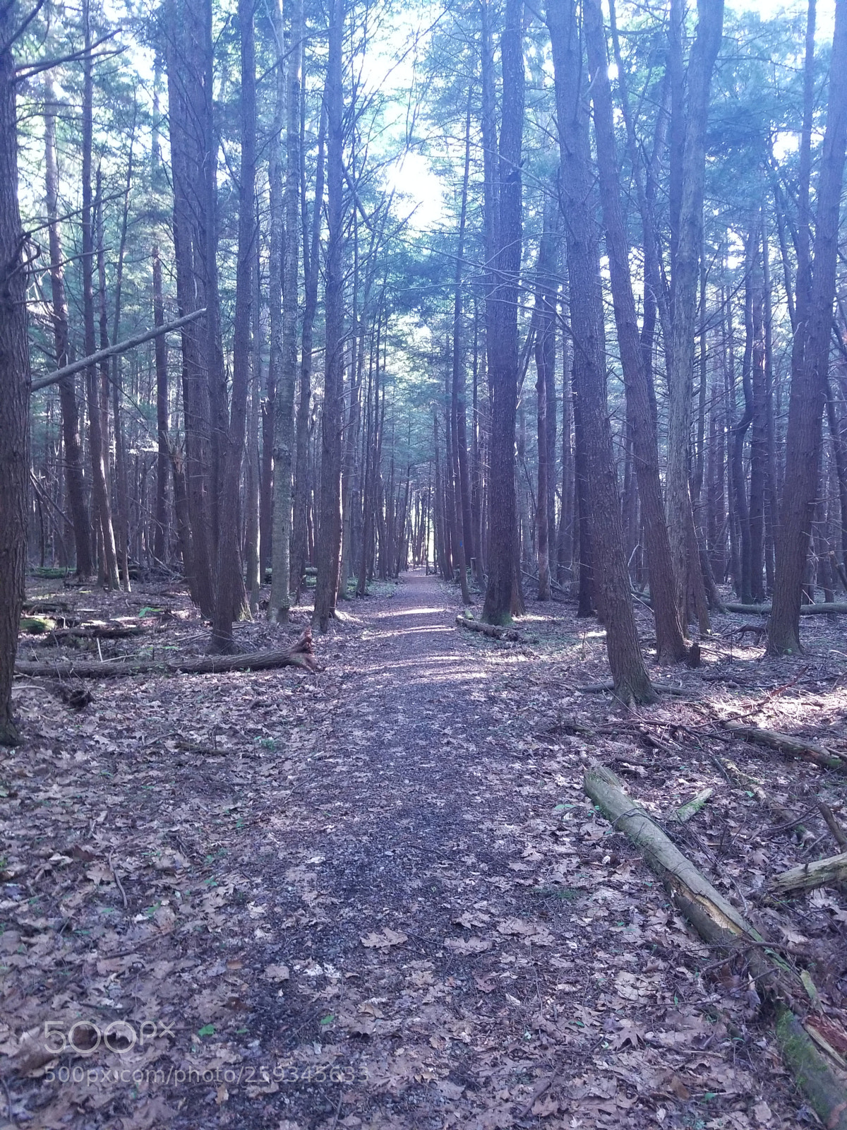 Samsung Galaxy S8 sample photo. Beaver dam trail photography