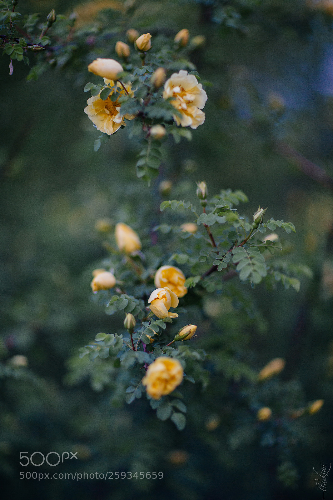 Canon EOS 6D sample photo. Roses photography