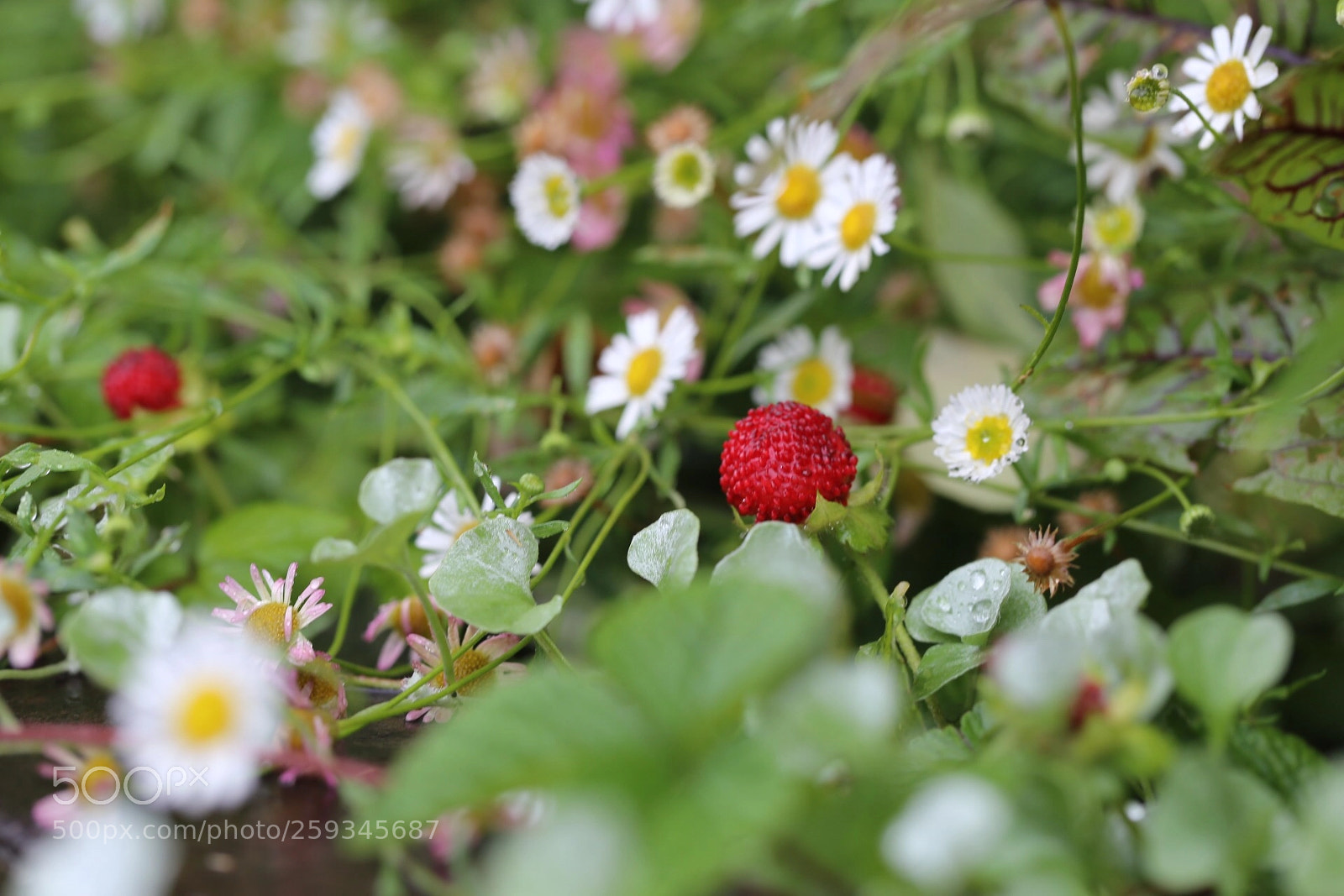 Canon EOS 6D sample photo. Fairy tale photography