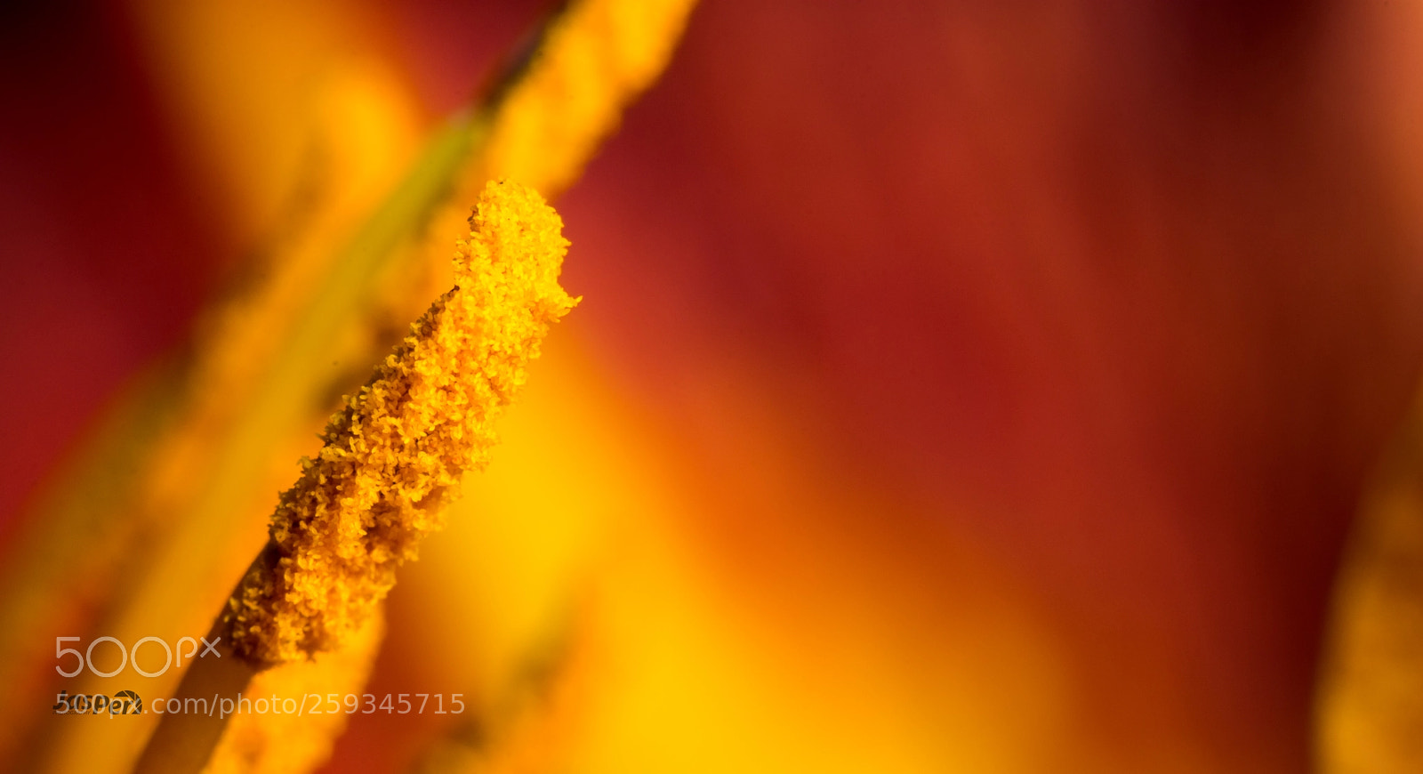 Nikon D7200 sample photo. Yellow photography
