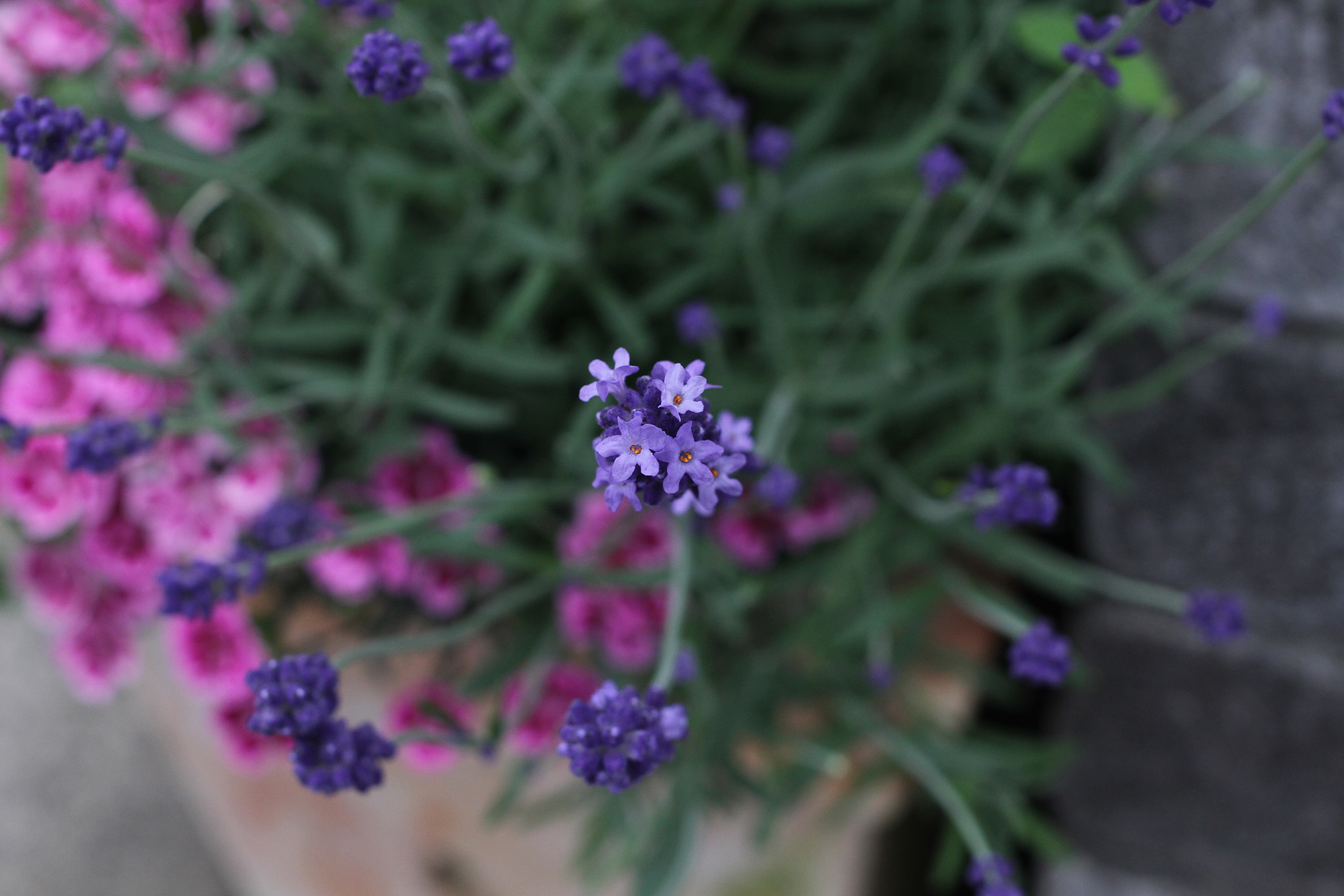 Canon EOS 100D (EOS Rebel SL1 / EOS Kiss X7) sample photo. Lavender photography