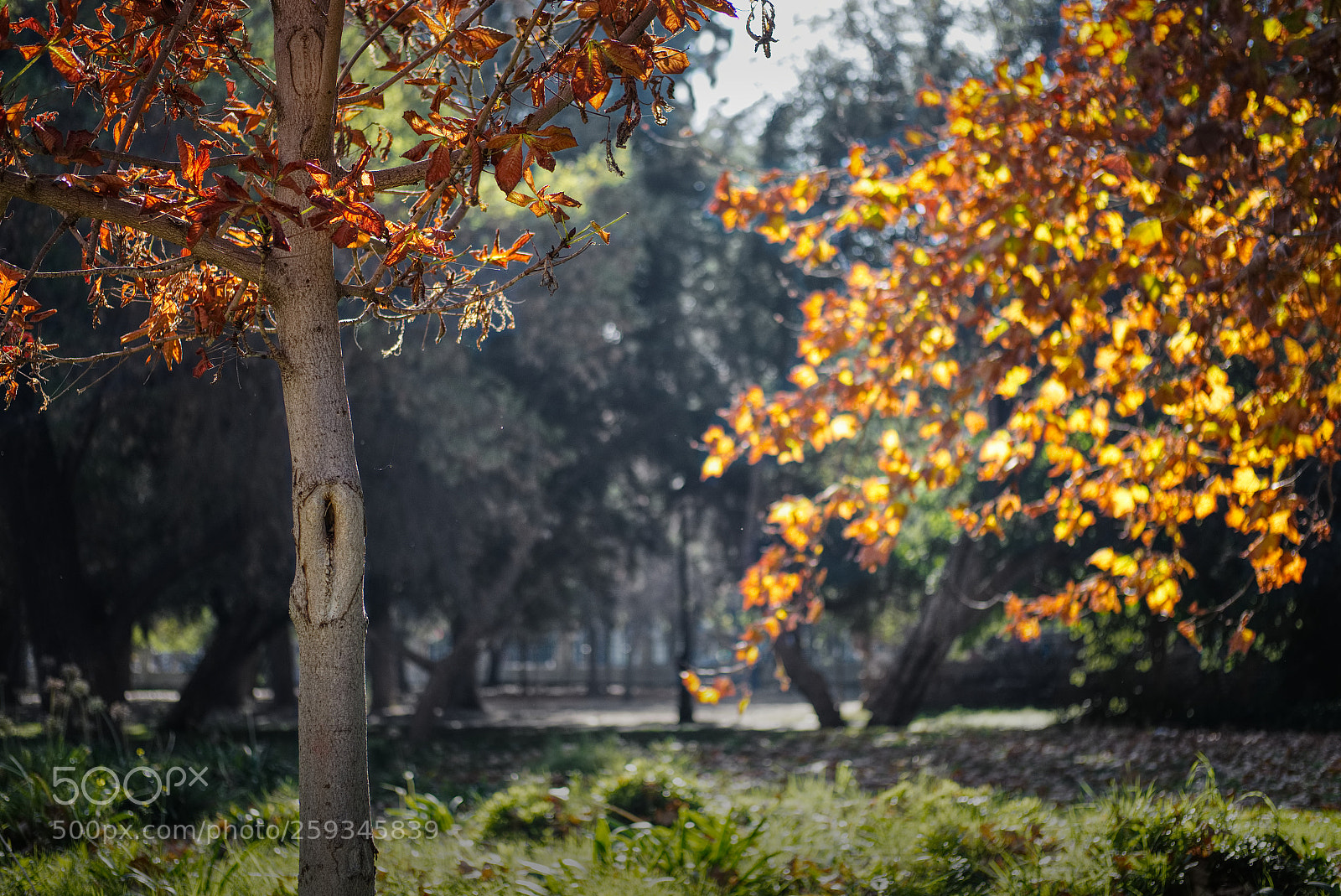 Fujifilm X-T10 sample photo. Autumn on the southern photography