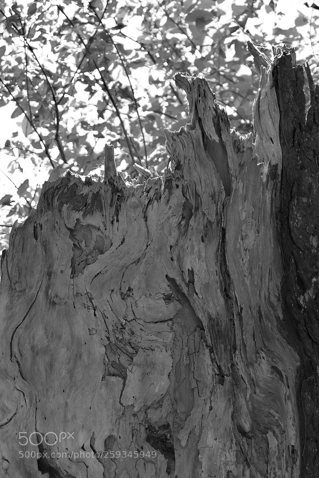 Panasonic Lumix DMC-LX7 sample photo. B&w photography