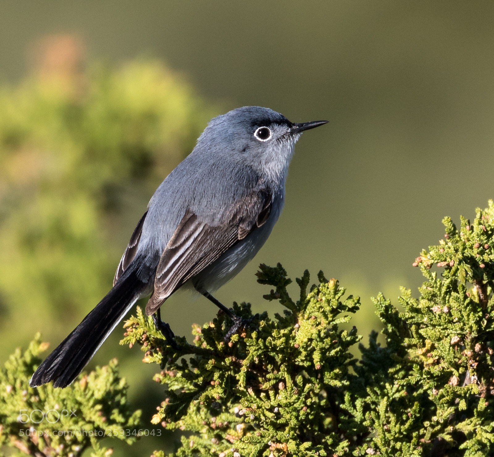 Canon EOS 7D Mark II sample photo. Blue-gray gnatcatcher photography