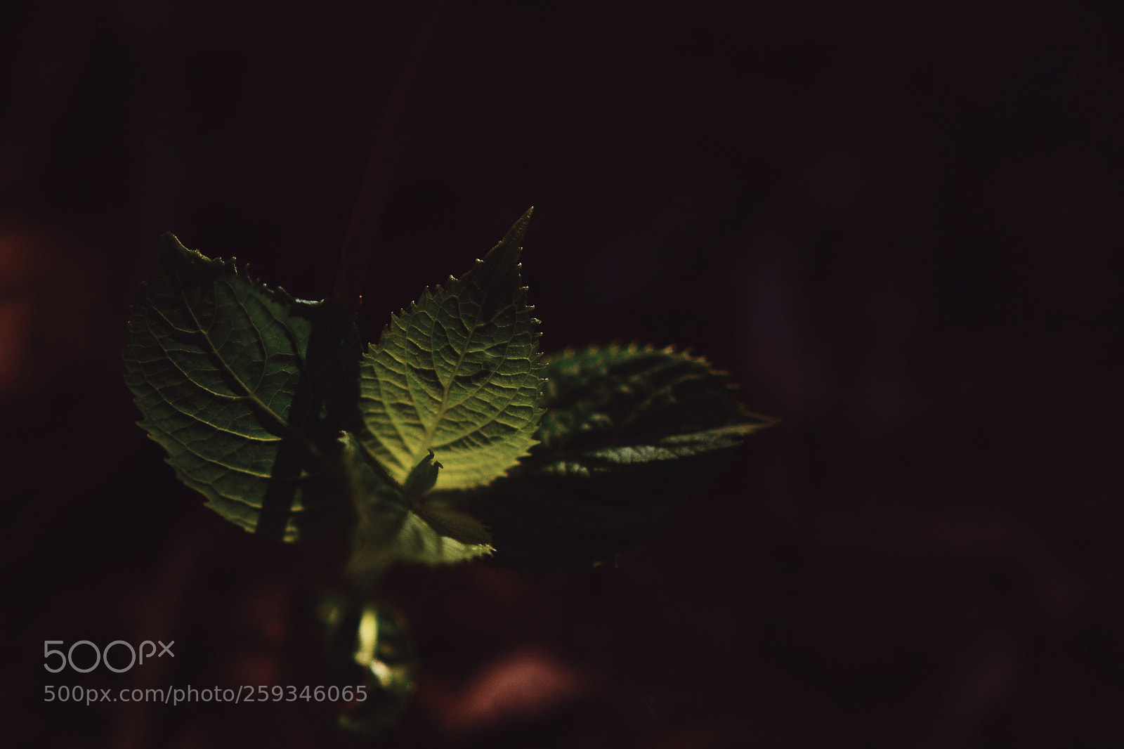 Nikon D3100 sample photo. Nature photography