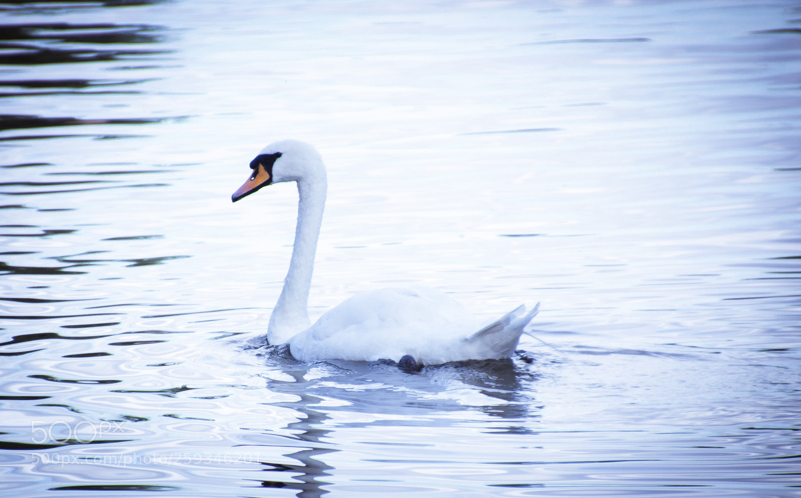 Canon EOS 600D (Rebel EOS T3i / EOS Kiss X5) sample photo. Cisne blanco o photography
