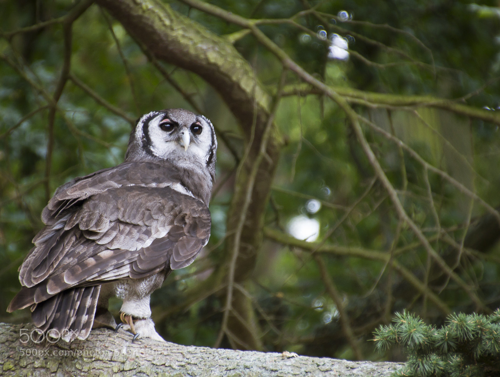 Canon EOS 600D (Rebel EOS T3i / EOS Kiss X5) sample photo. Harry potter o photography