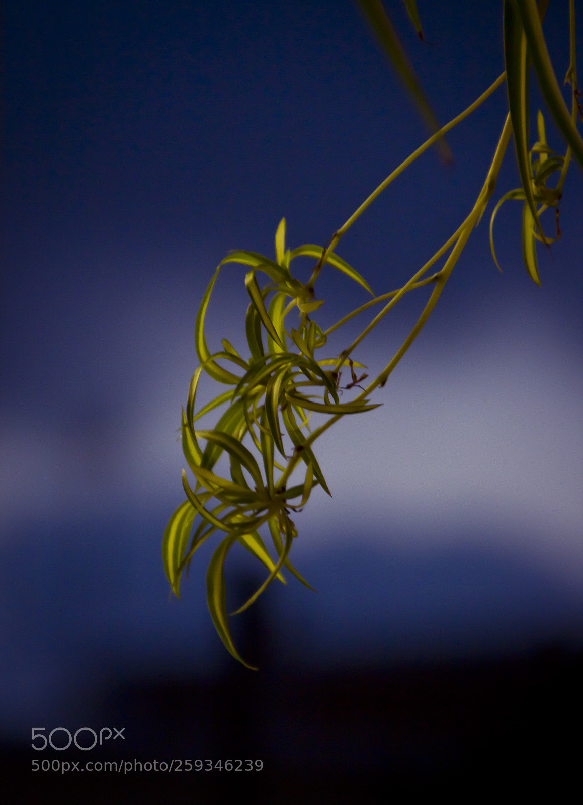 Canon EOS 600D (Rebel EOS T3i / EOS Kiss X5) sample photo. Planta o photography