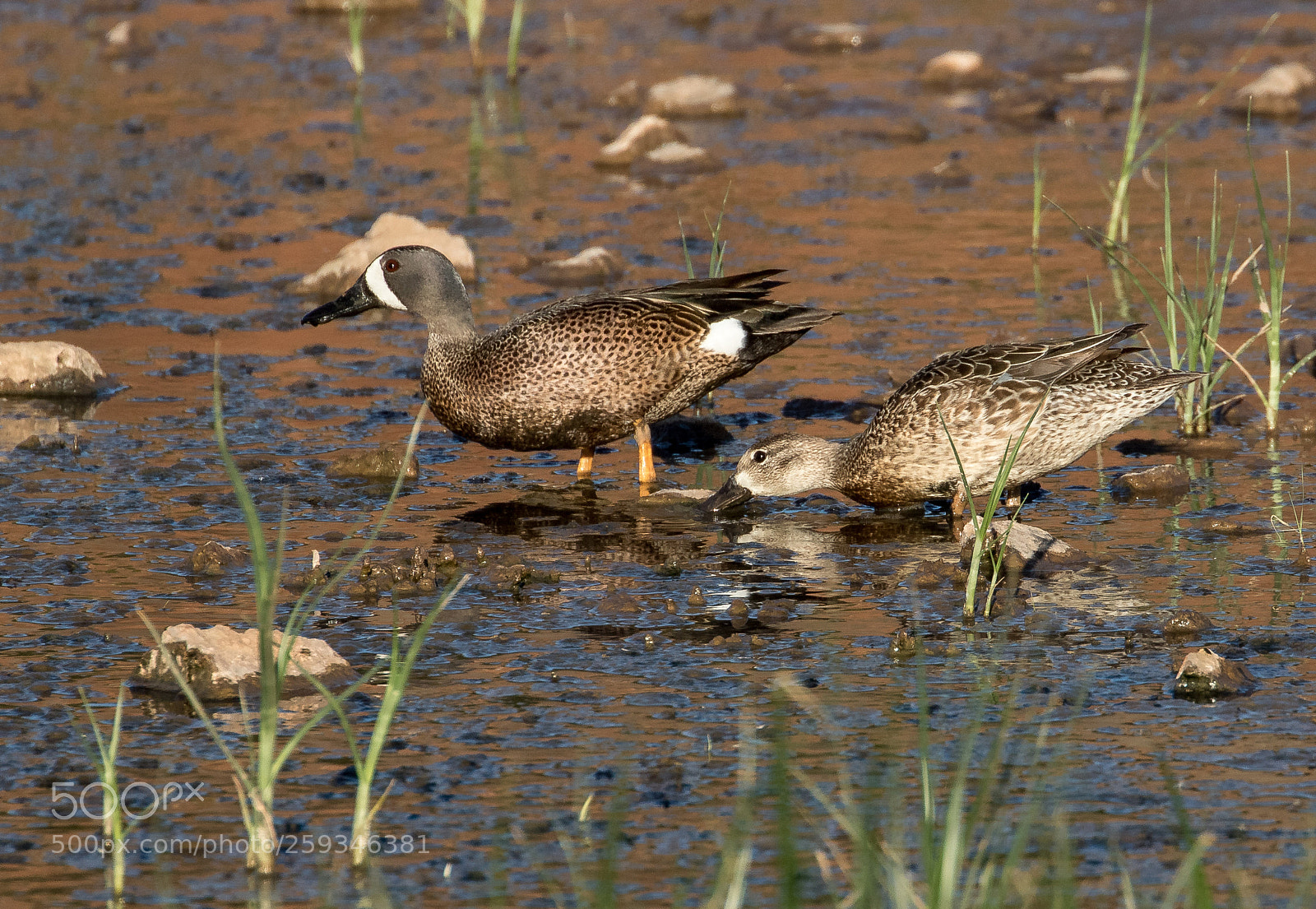 Canon EOS 7D Mark II sample photo. Blue-winged teal photography