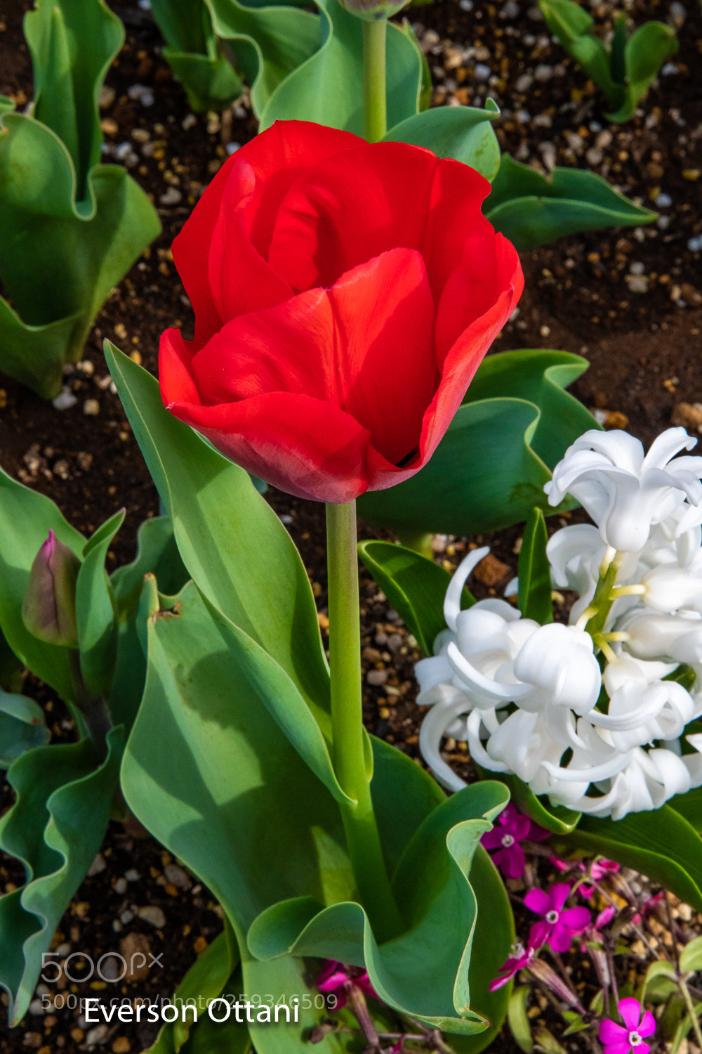 Nikon D500 sample photo. Tulip photography