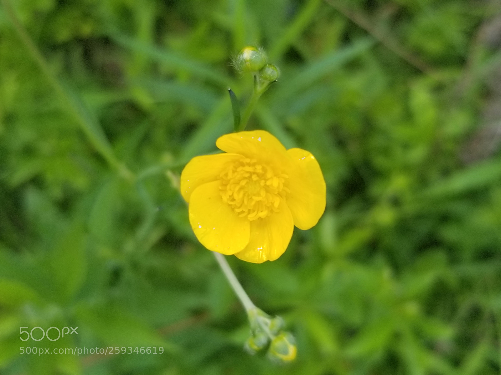 Samsung Galaxy S8 sample photo. Buttercup photography