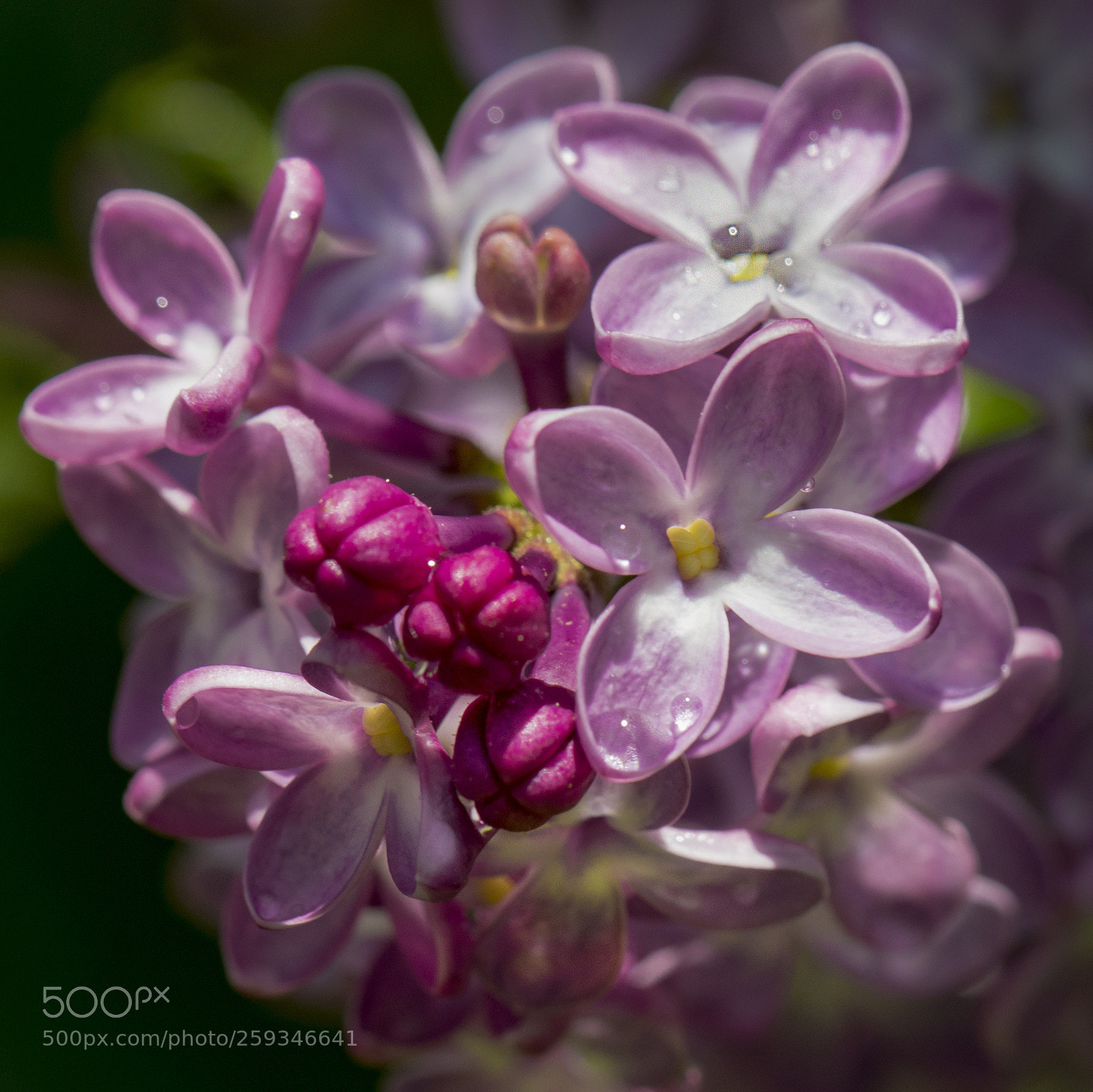 Canon EOS 5D Mark IV sample photo. Lilac color burst photography