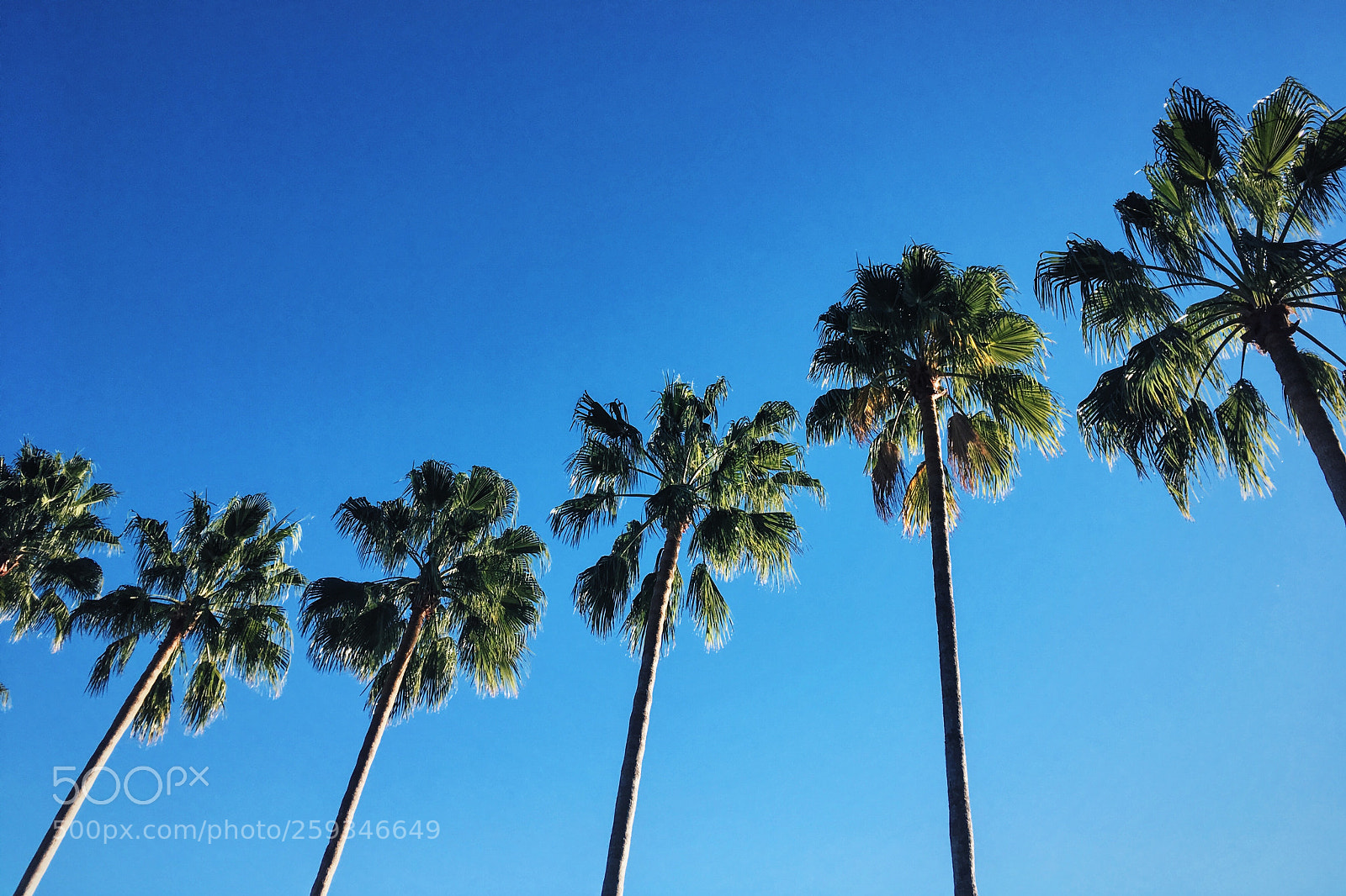 Apple iPhone SE sample photo. California's palm trees photography
